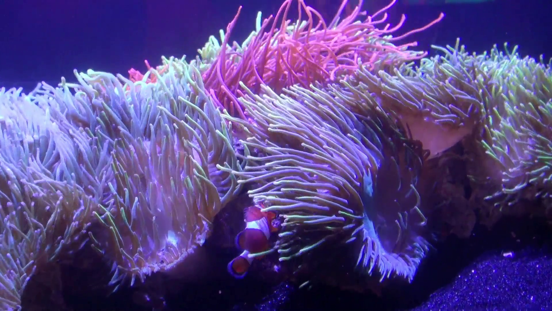 A clownfish hides in the tentacles of a sea anemone Stock Video ...