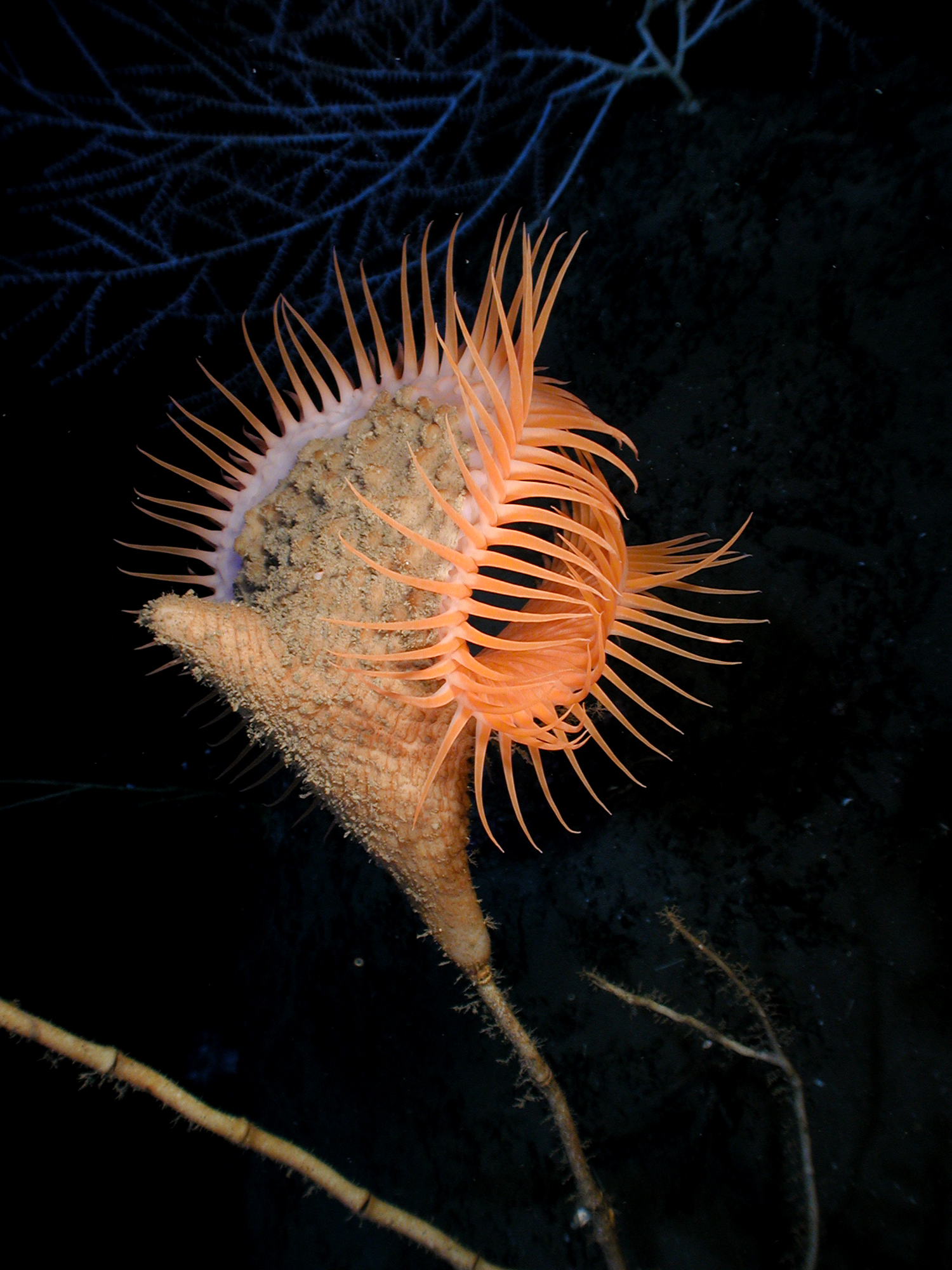 Sea anemone - Wikipedia