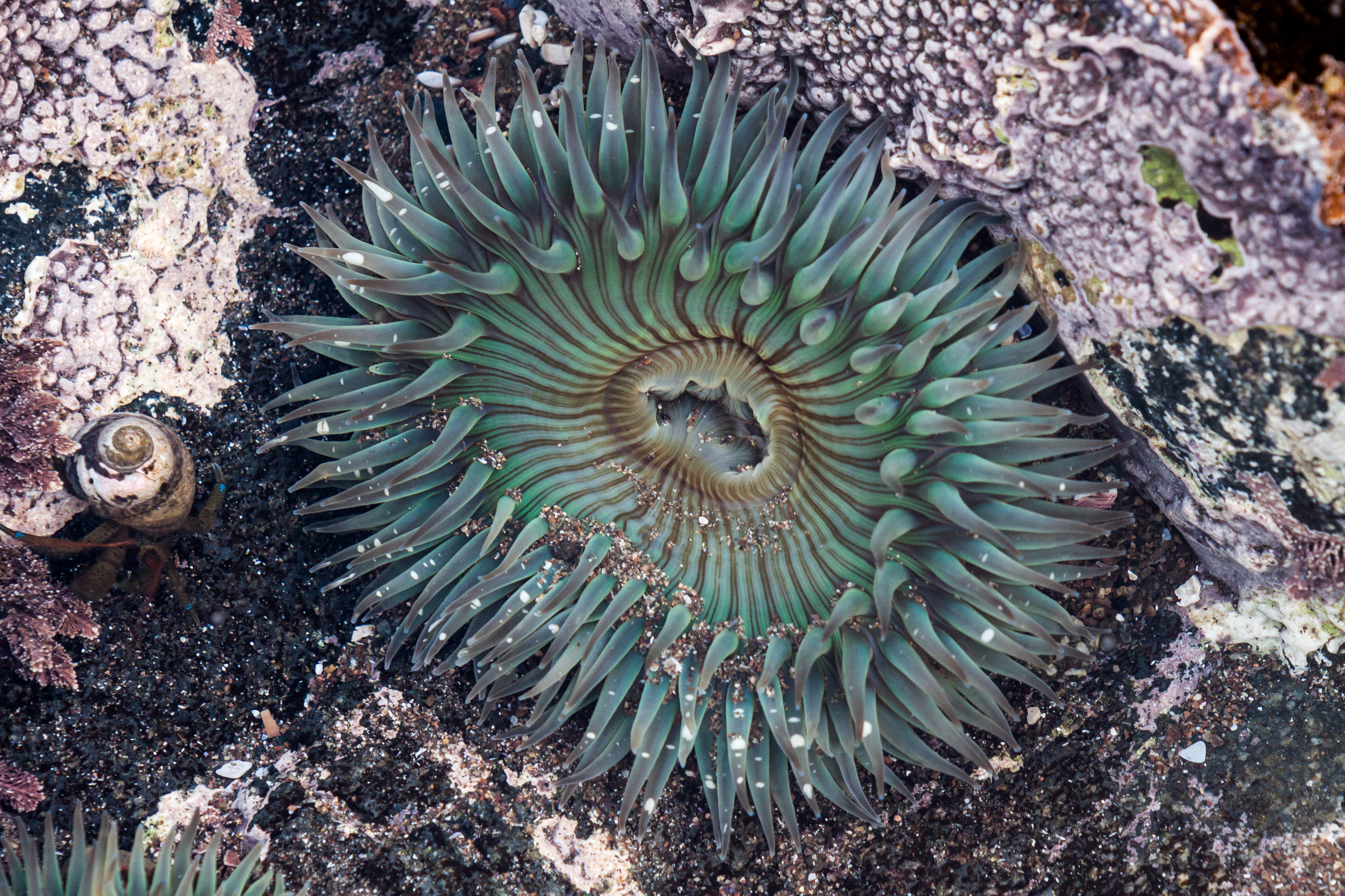 File:Sea anemone baja california.jpg - Wikimedia Commons