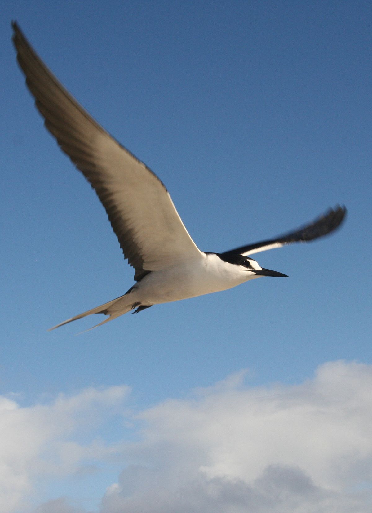 Seabird - Wikipedia