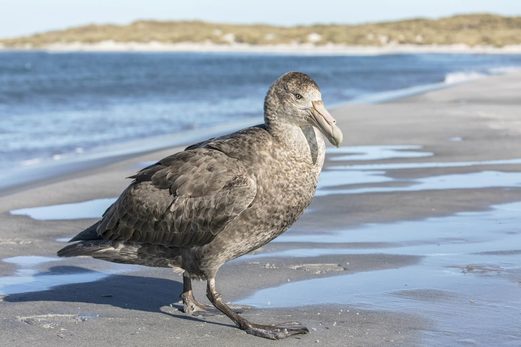 Record-breaking 10 million points for seabird conservation | BirdLife