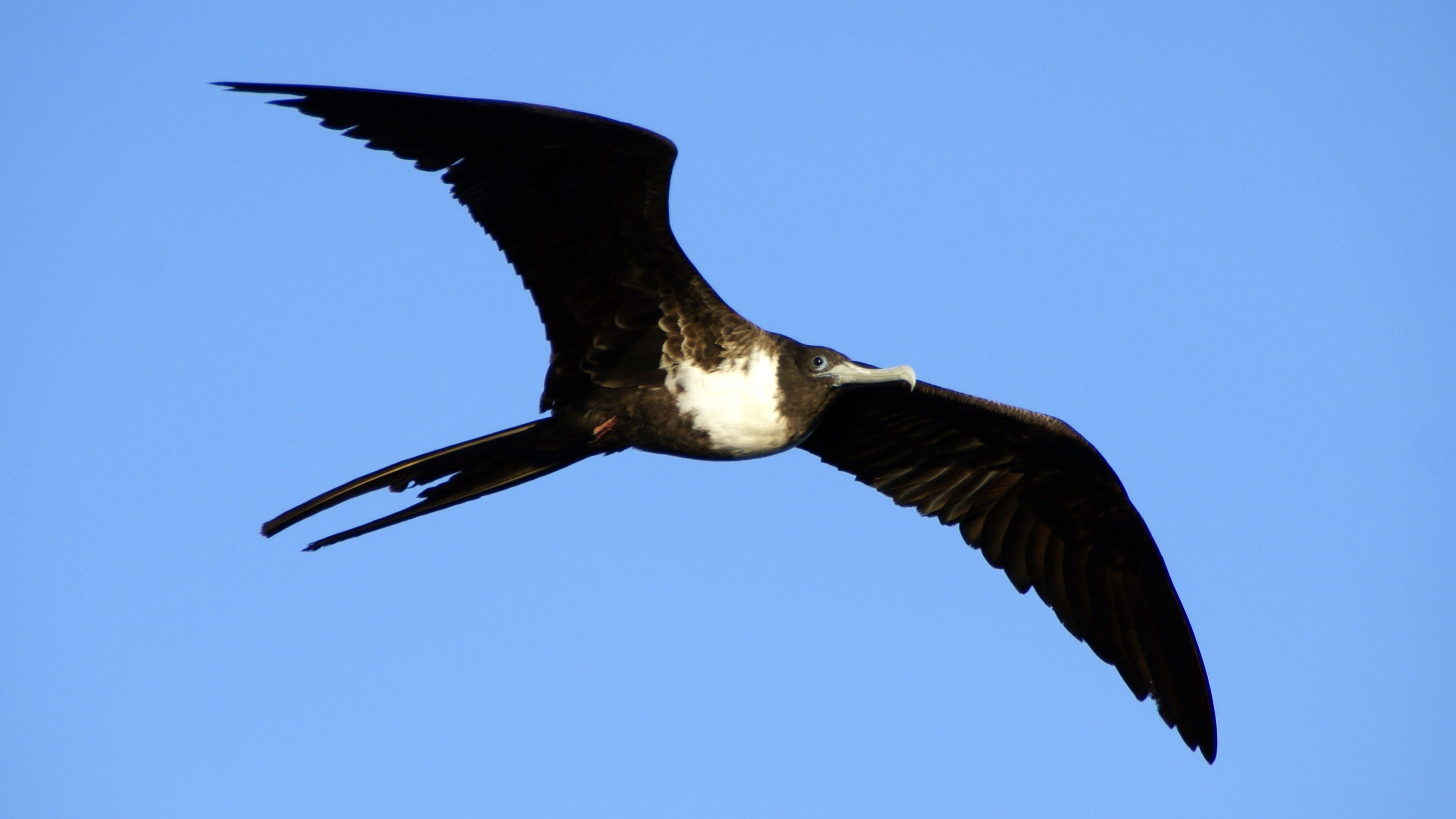 Huge Seabird Flies for Months at a Time by Napping in 12 Second ...