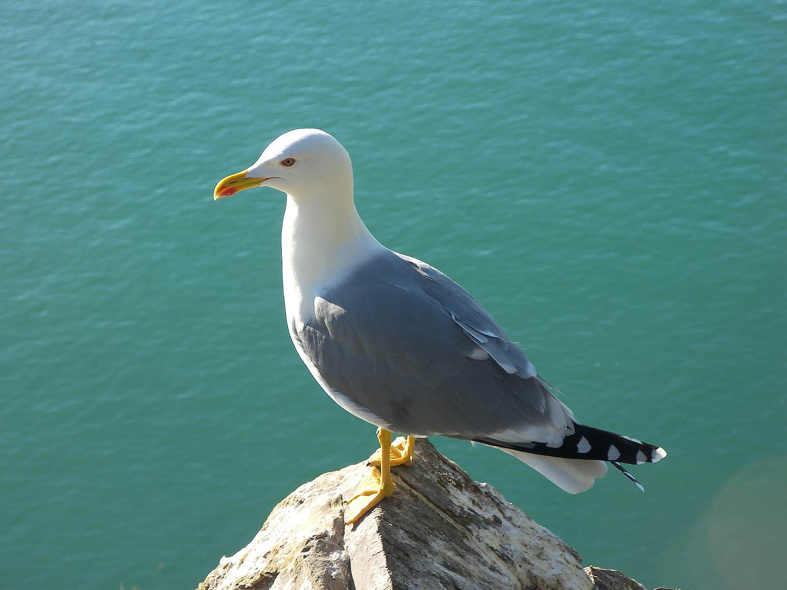 seagull sea bird - gull