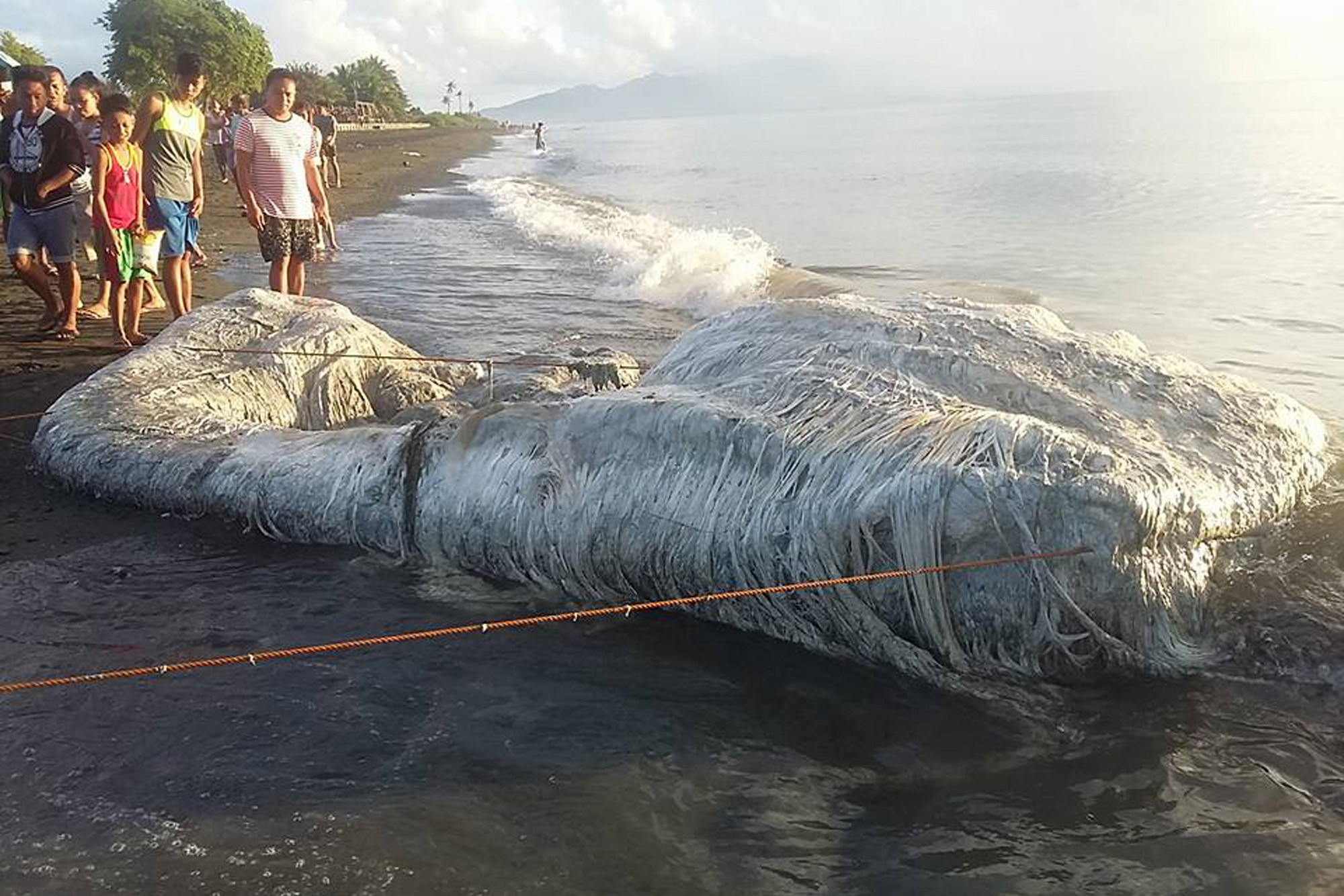 Морские чудовища выброшенные на берег