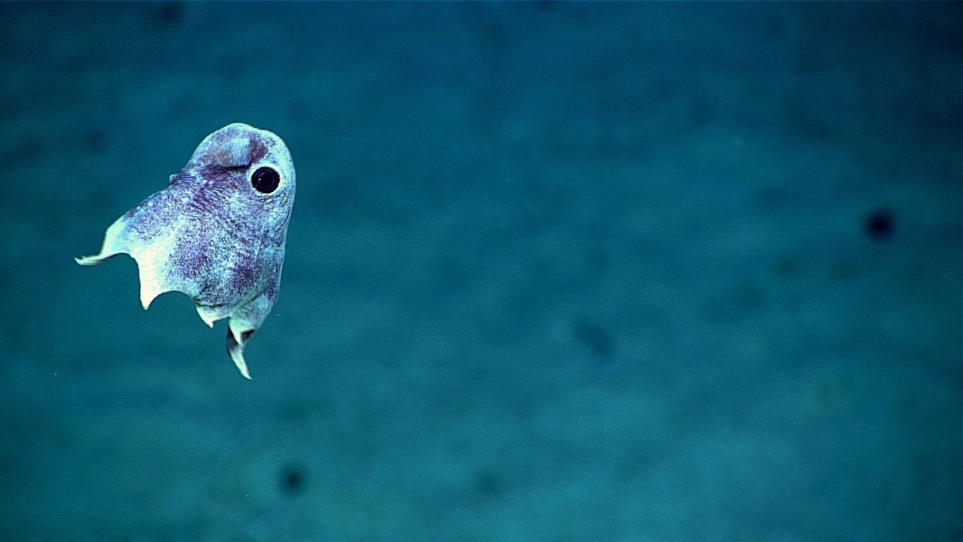 Scientists just captured stunning images of deep sea creatures - YouTube