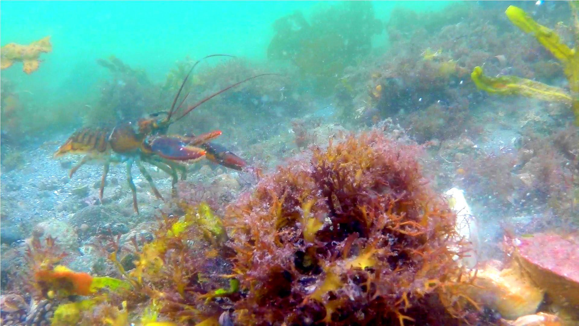 Crabs & Lobster on the Ocean Floor GoPro Under Water Animals Sea ...