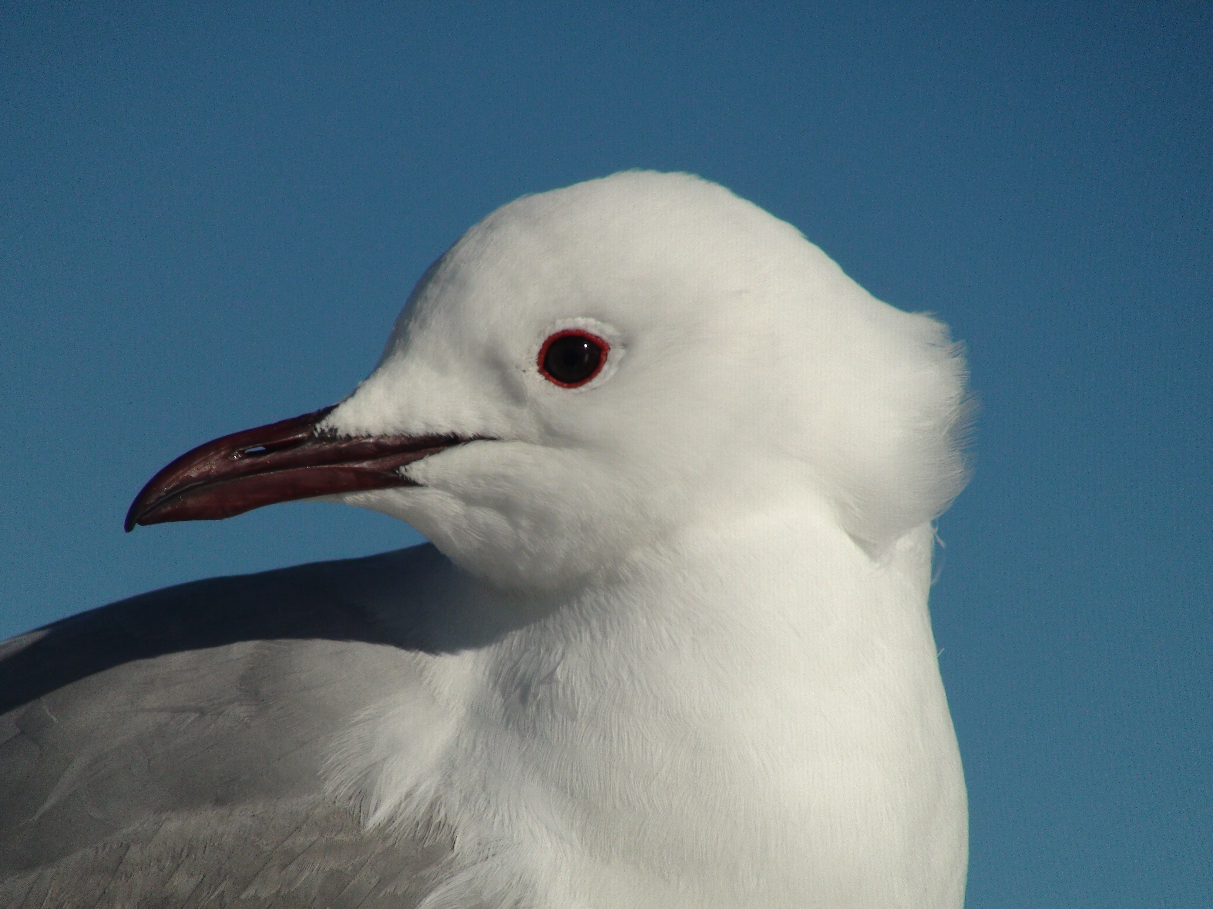Sea gull photo