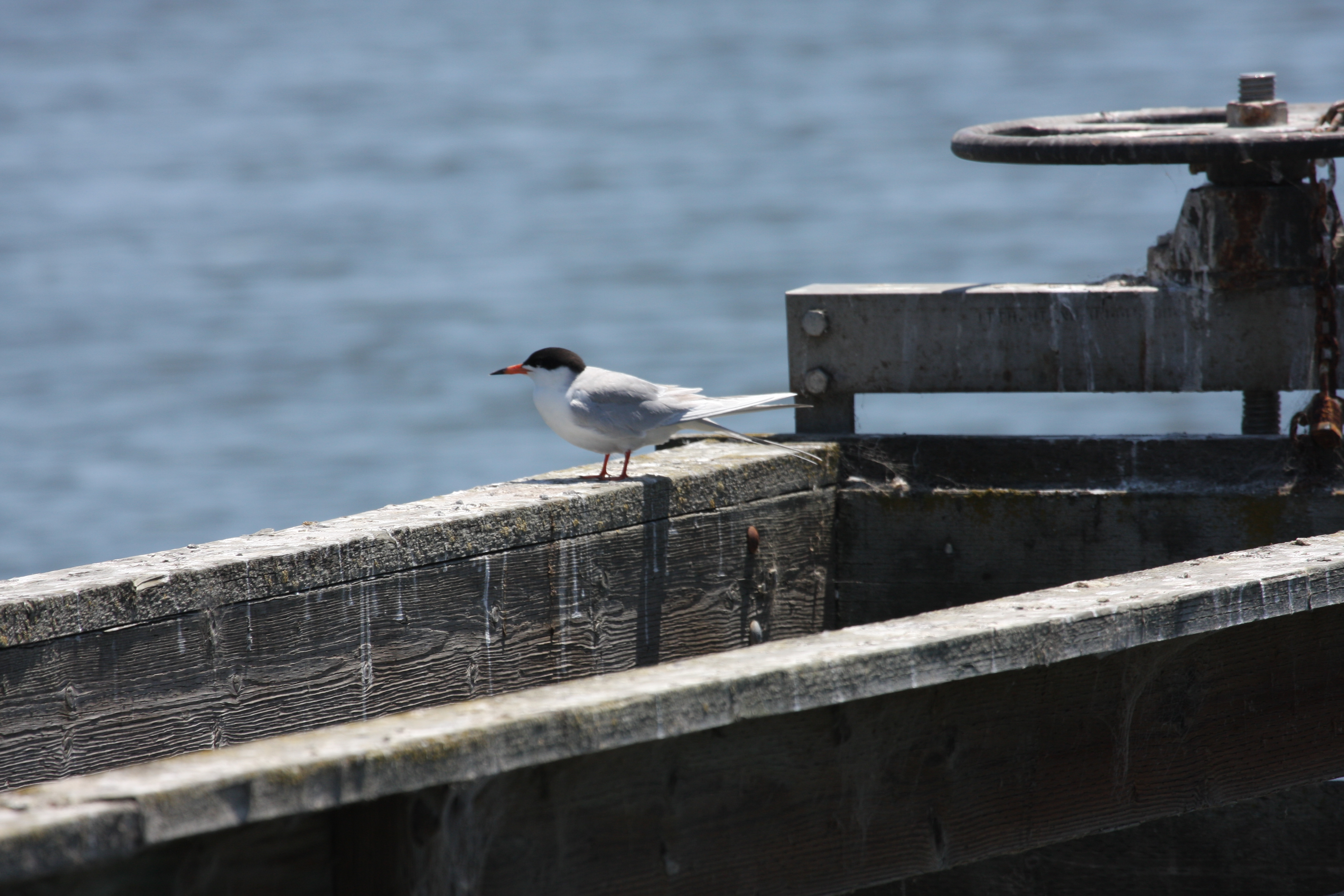 Sea Gull, Animal, Bird, Blue, Dock, HQ Photo