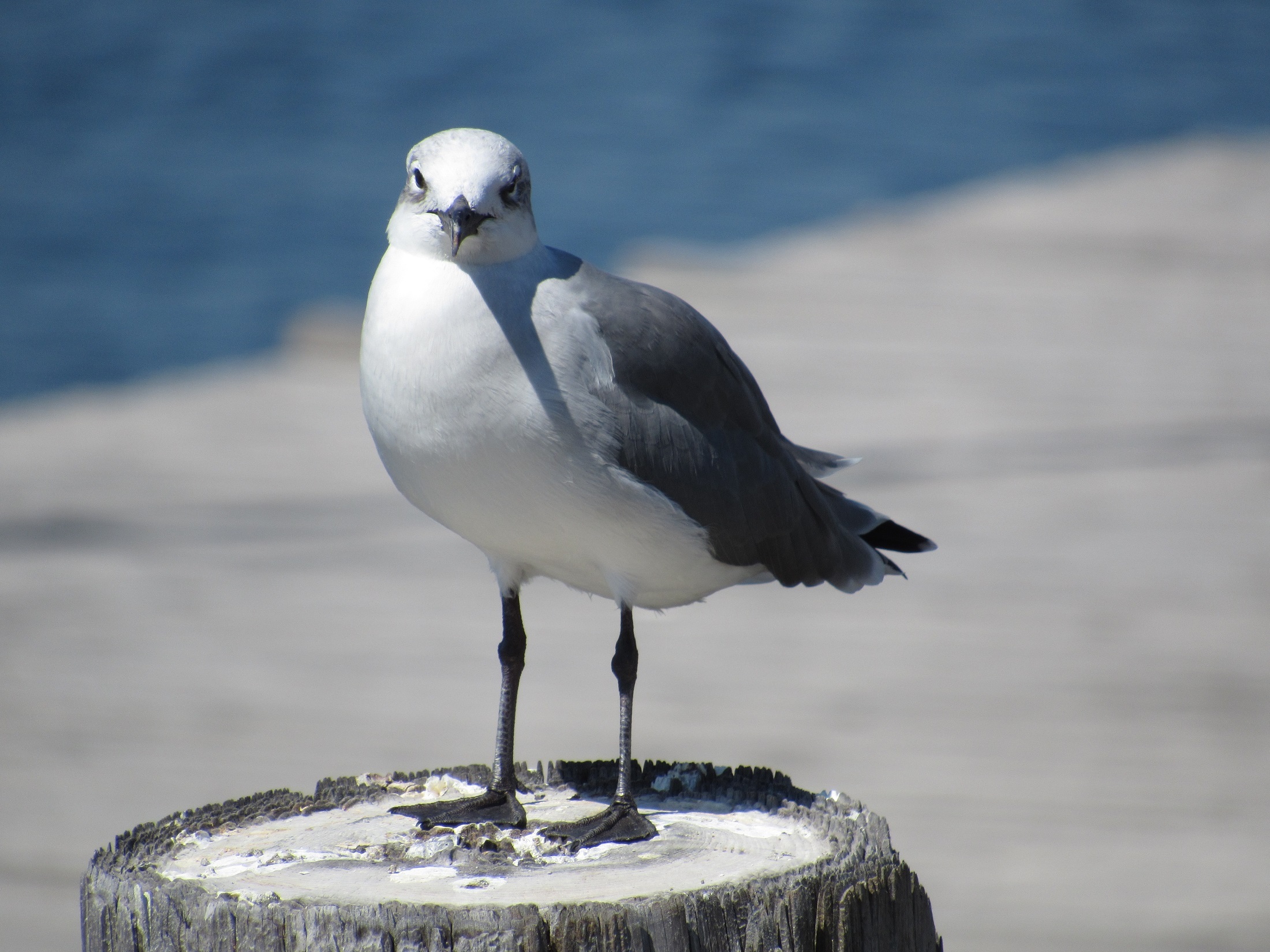 Sea gull photo