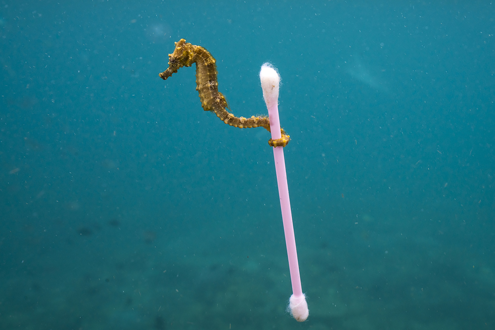 This is the story behind that tragic, viral photo of a seahorse ...