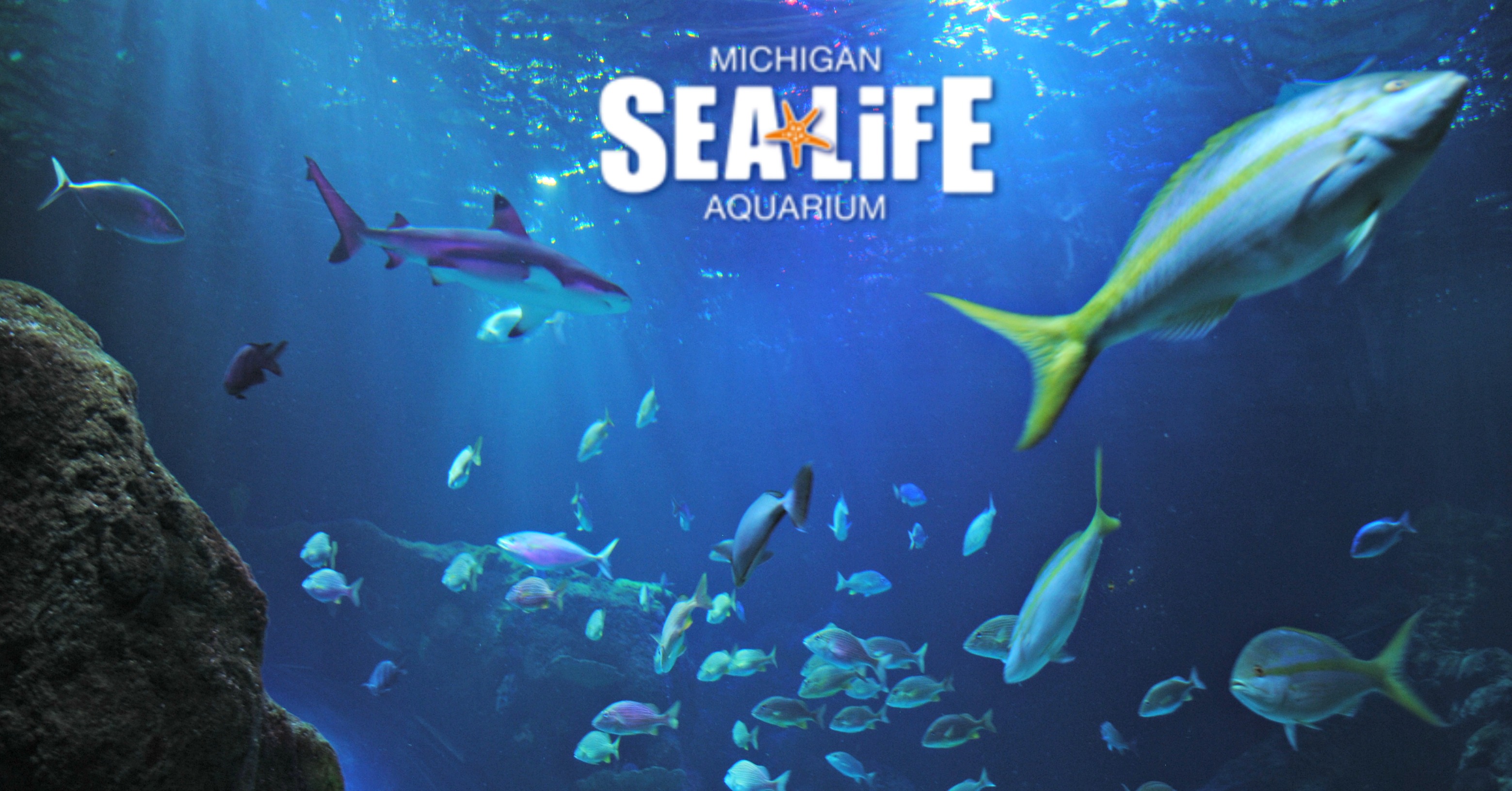 Michigan SEA LIFE Aquarium - Traveling Dad
