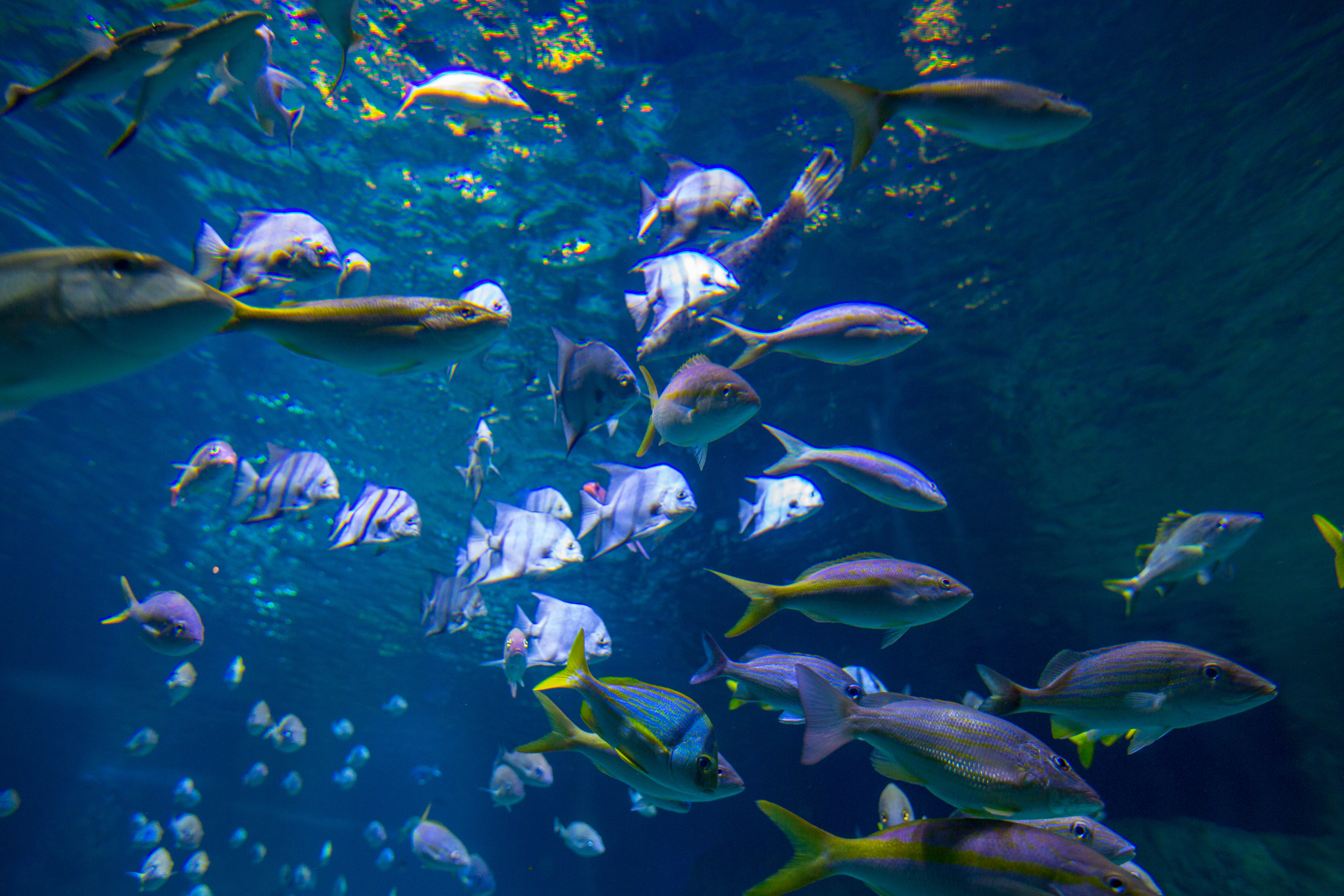 SEA LIFE Orlando Aquarium Welcomes First Group of Fish with Open ...