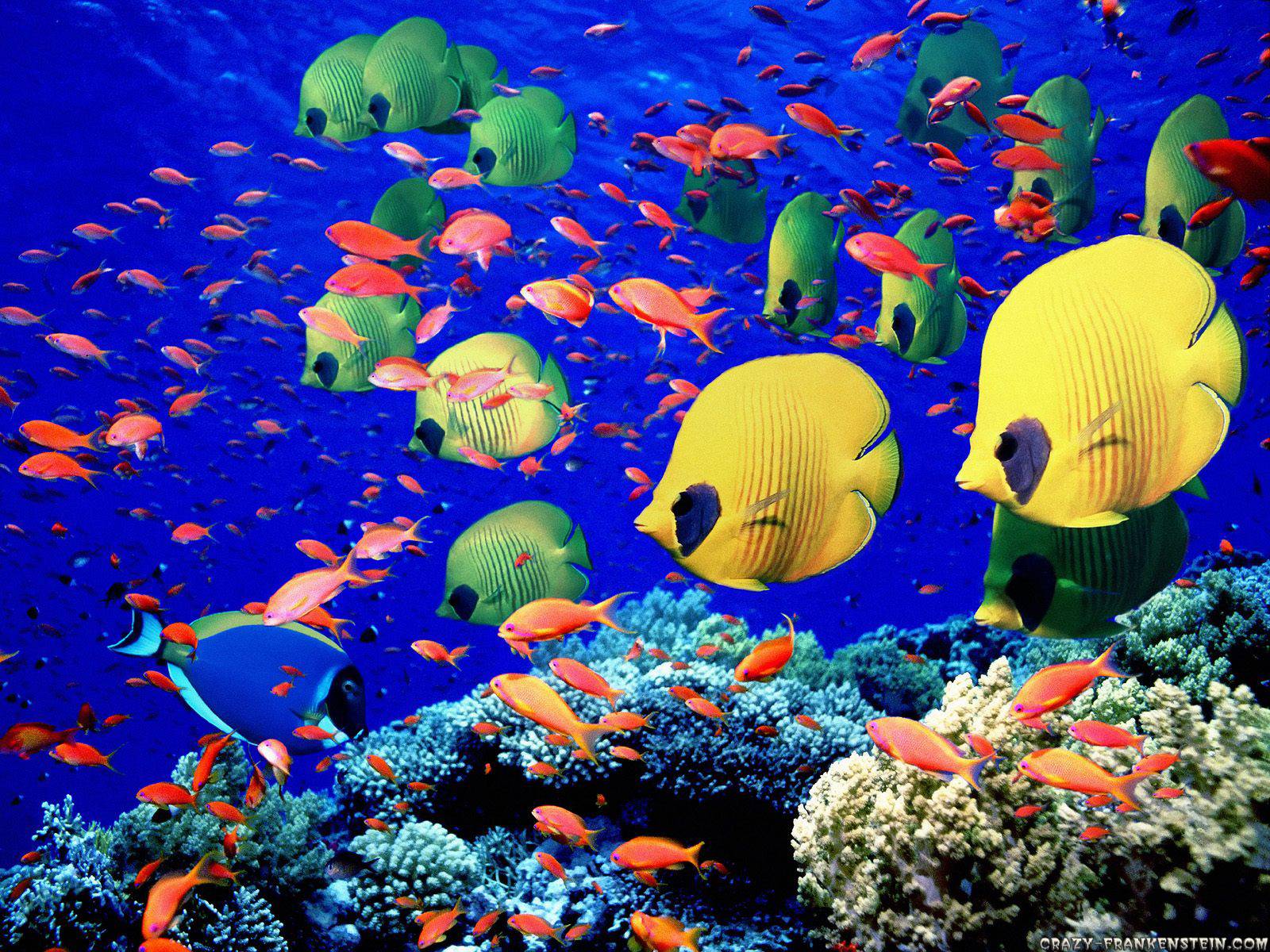 Sea Life Wallpapers and Background Images - stmed.net