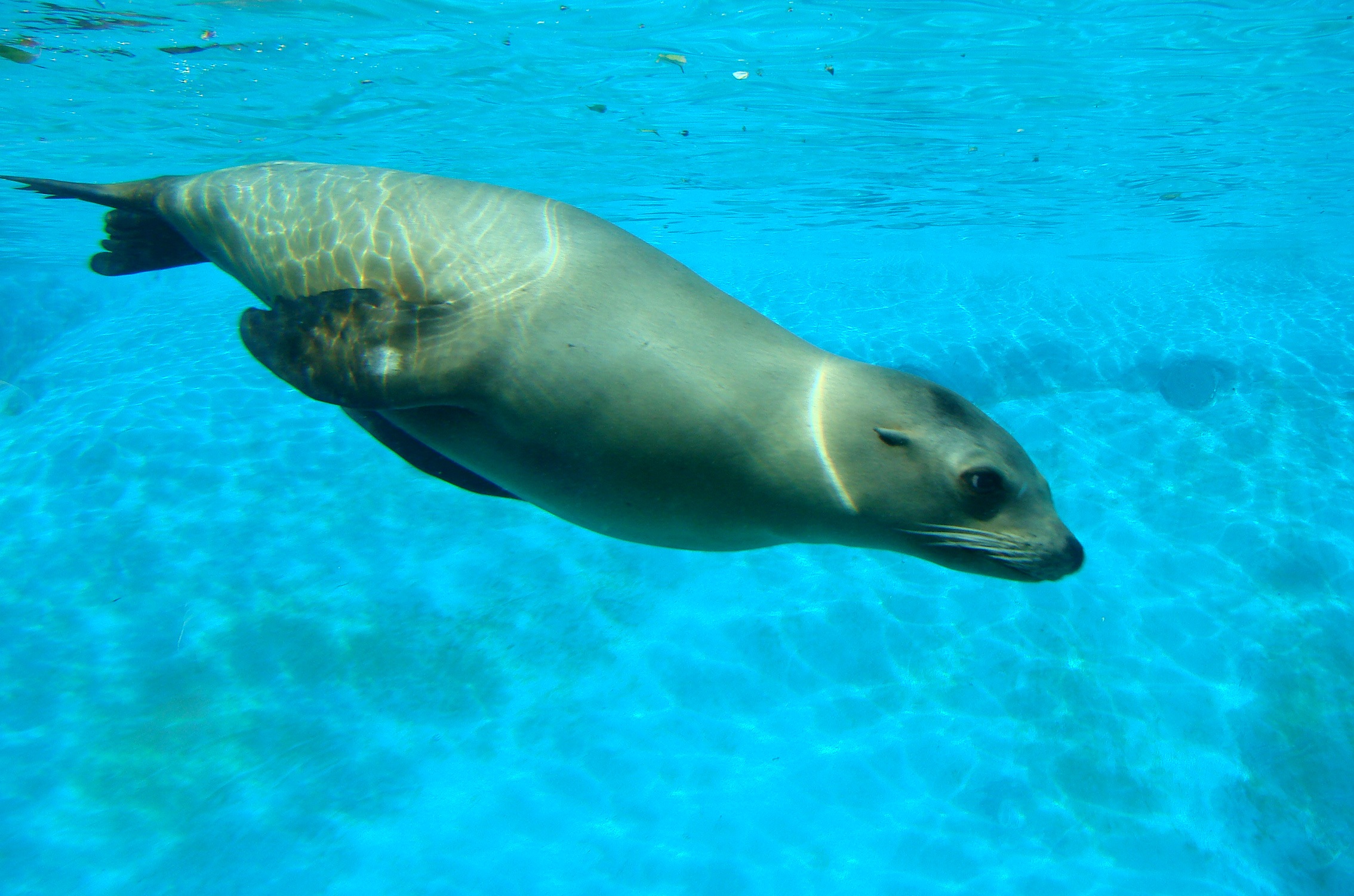 Sea lion photo