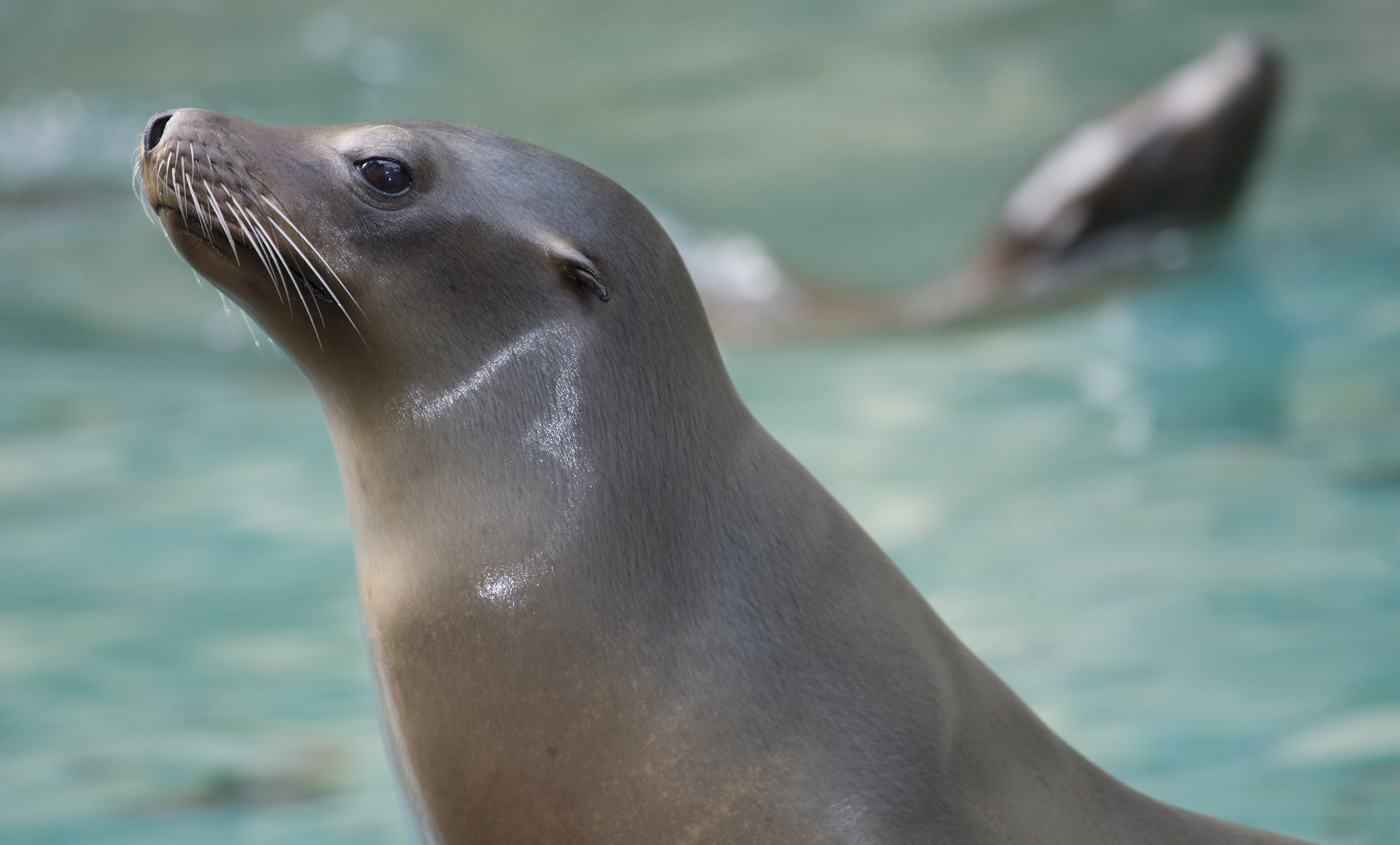 California sea lion | Smithsonian's National Zoo