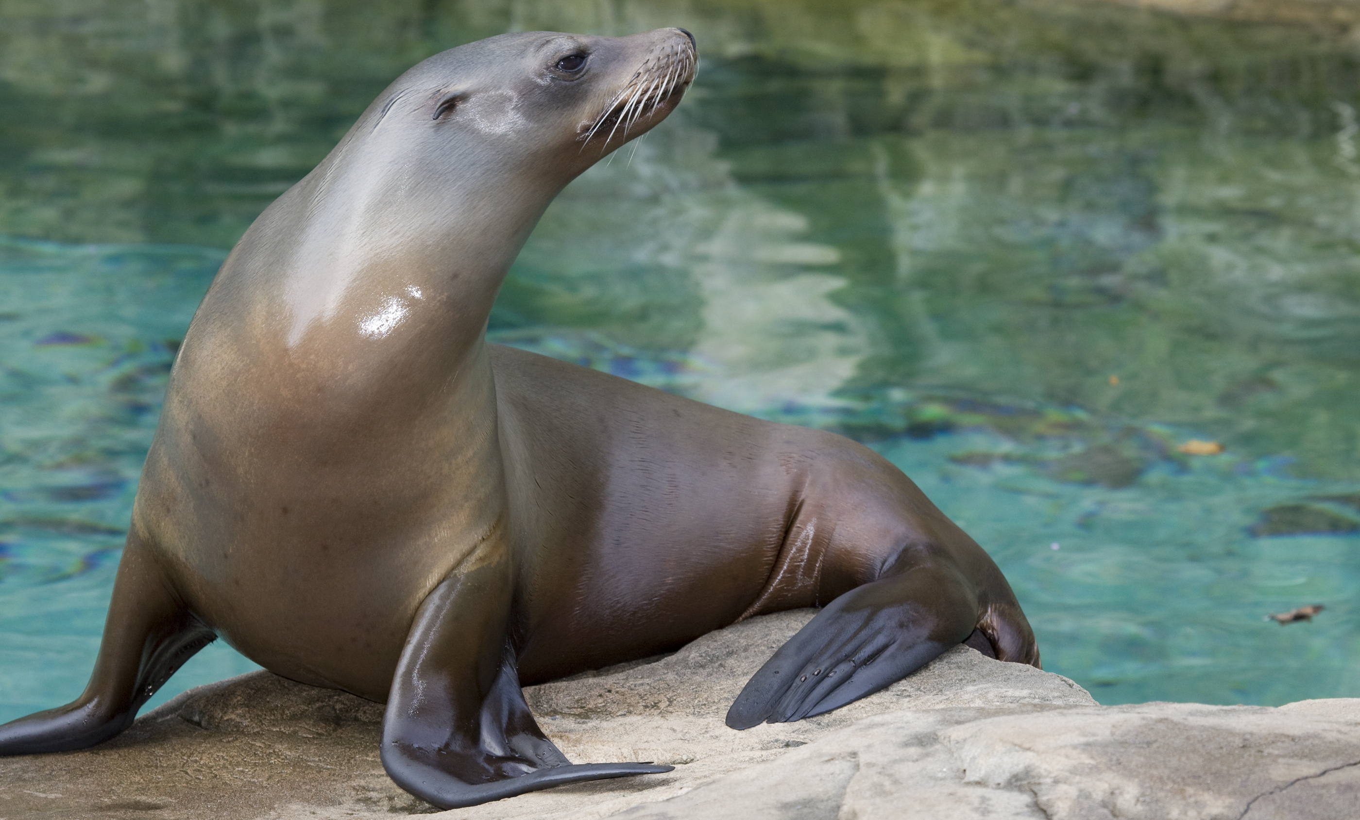 California sea lion | Smithsonian's National Zoo