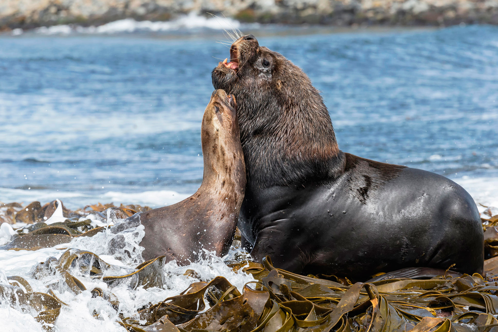 Island Sea Lions Offer Clues to Mysteriously Missing Mammals