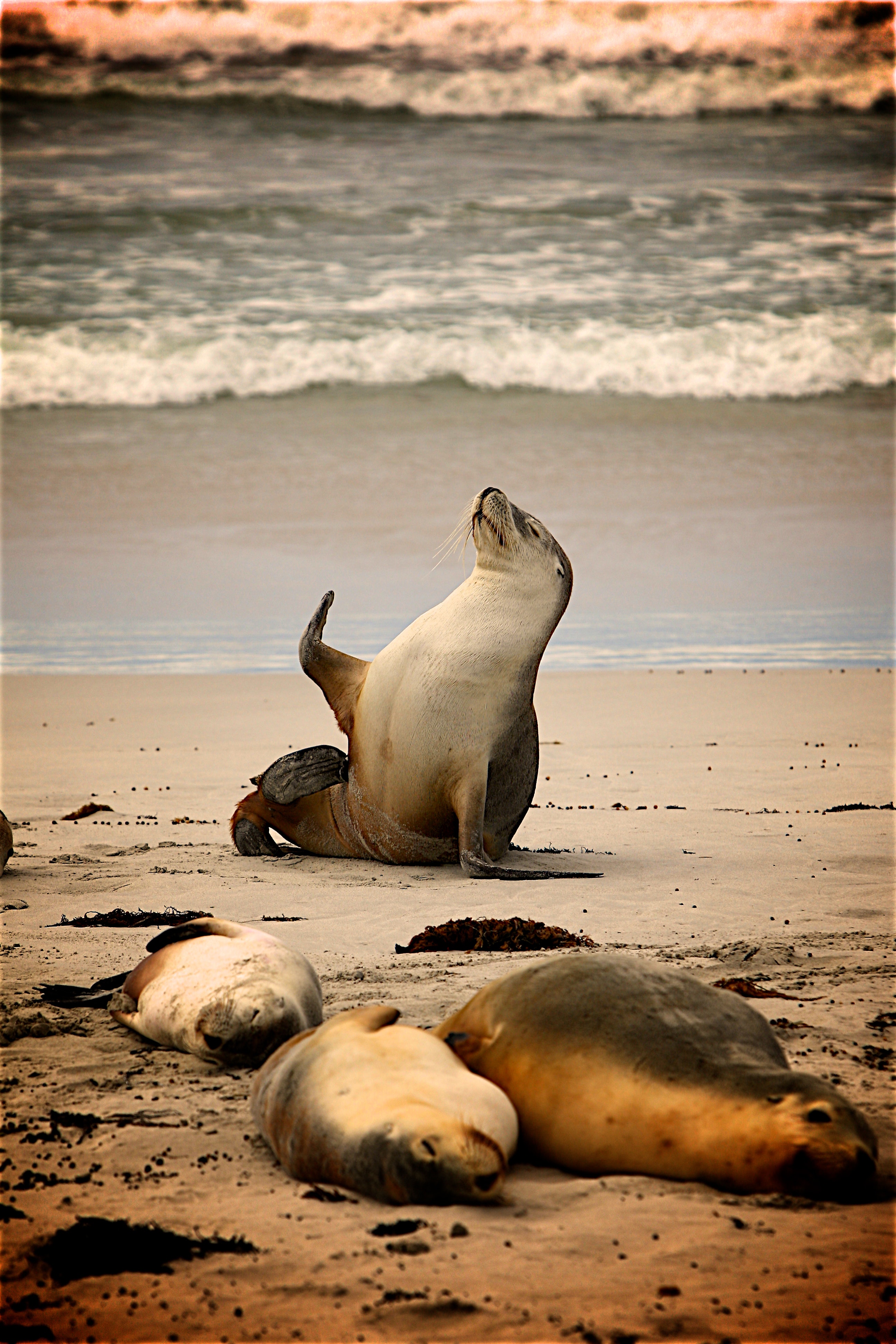 Sea lion on near seashore during daytime photo