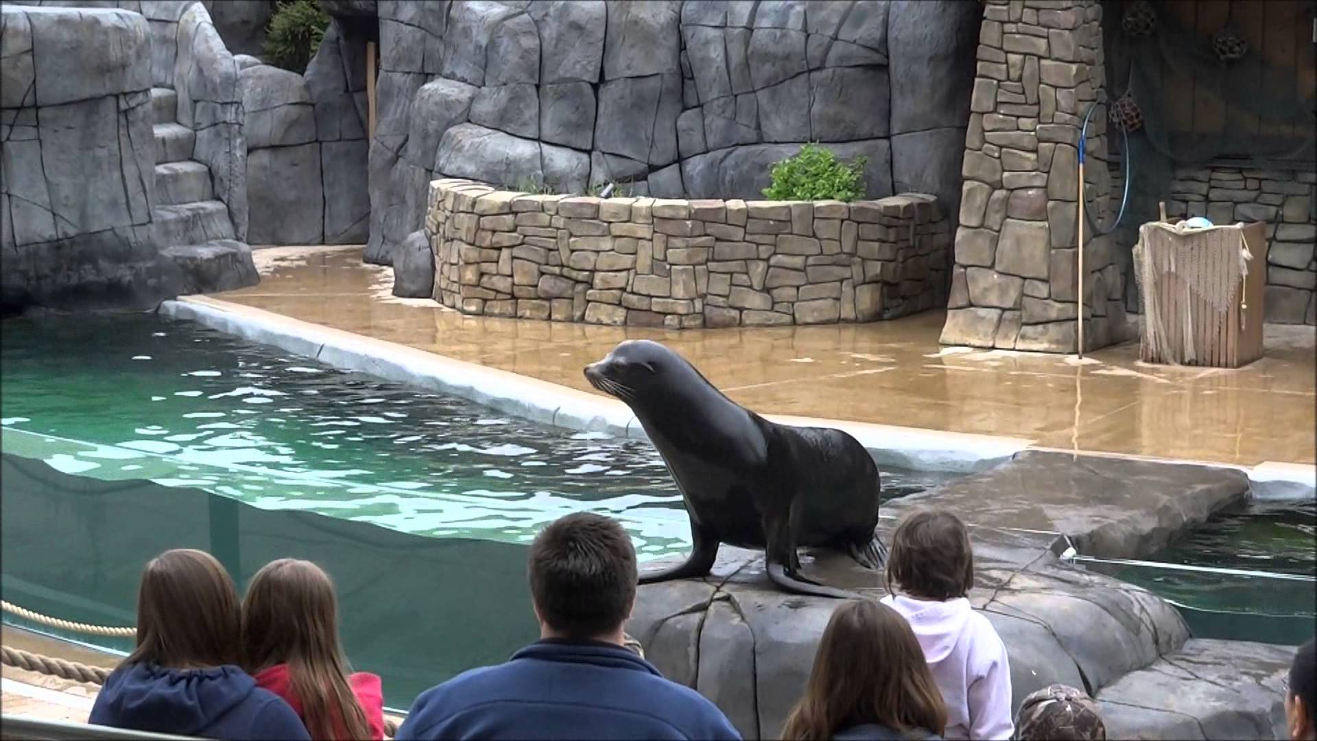 First Bank Sea Lion Show :: Saint Louis Zoo
