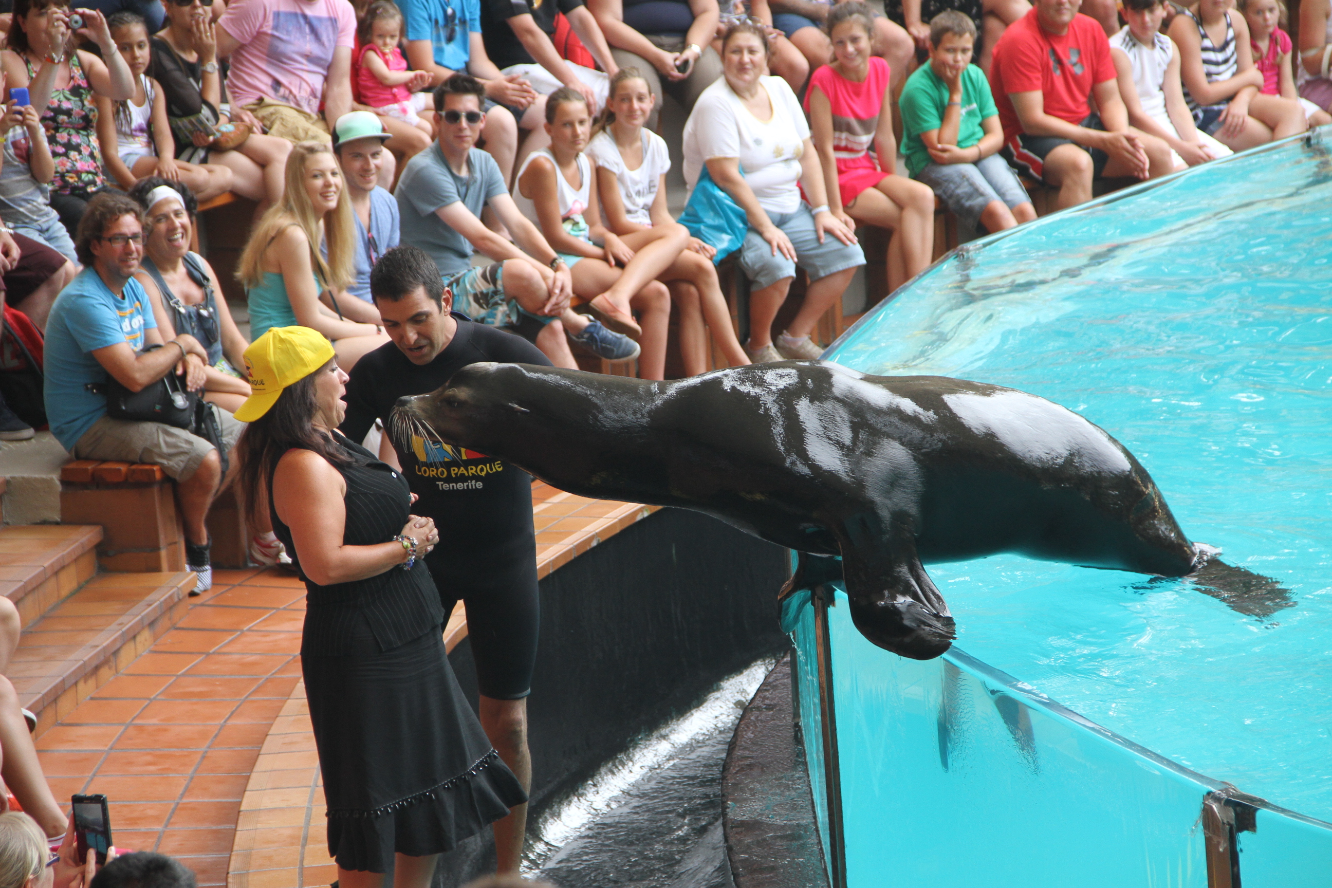 Free photo: Sea lion show - Animal, Aqua, Black - Free Download - Jooinn