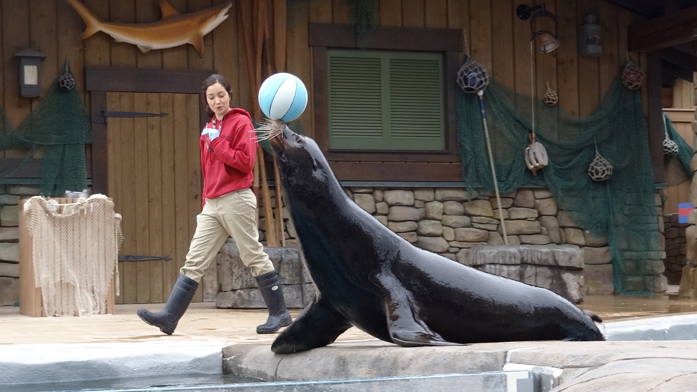 Sea Lion Show at Saint Louis Zoo, Missouri - YouTube