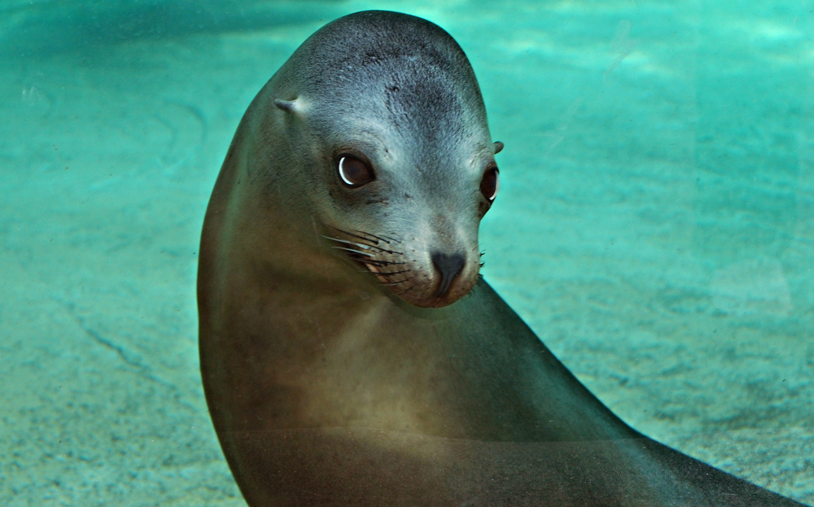Fort Wayne Children's Zoo | Happy Birthday, Sea Lions!