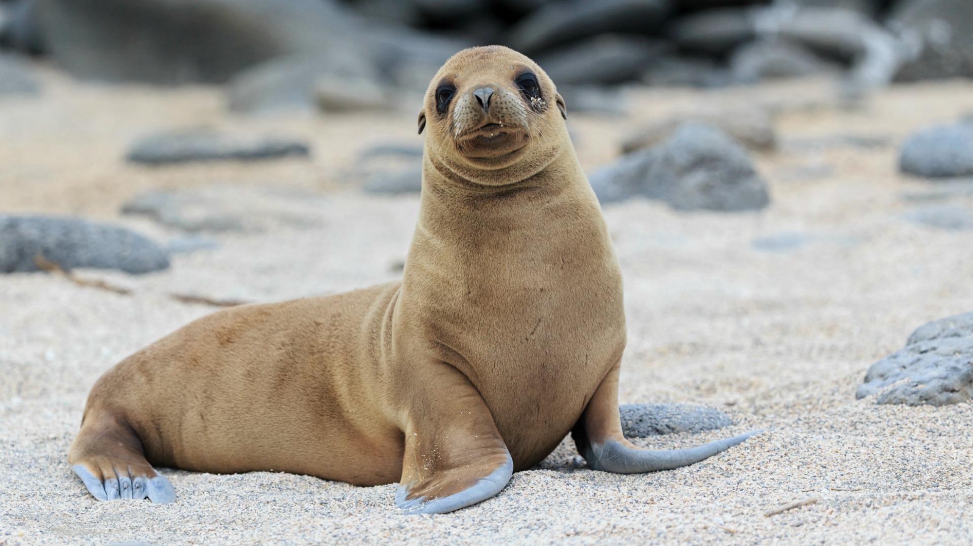 California's sea lions are in serious trouble (VIDEO)