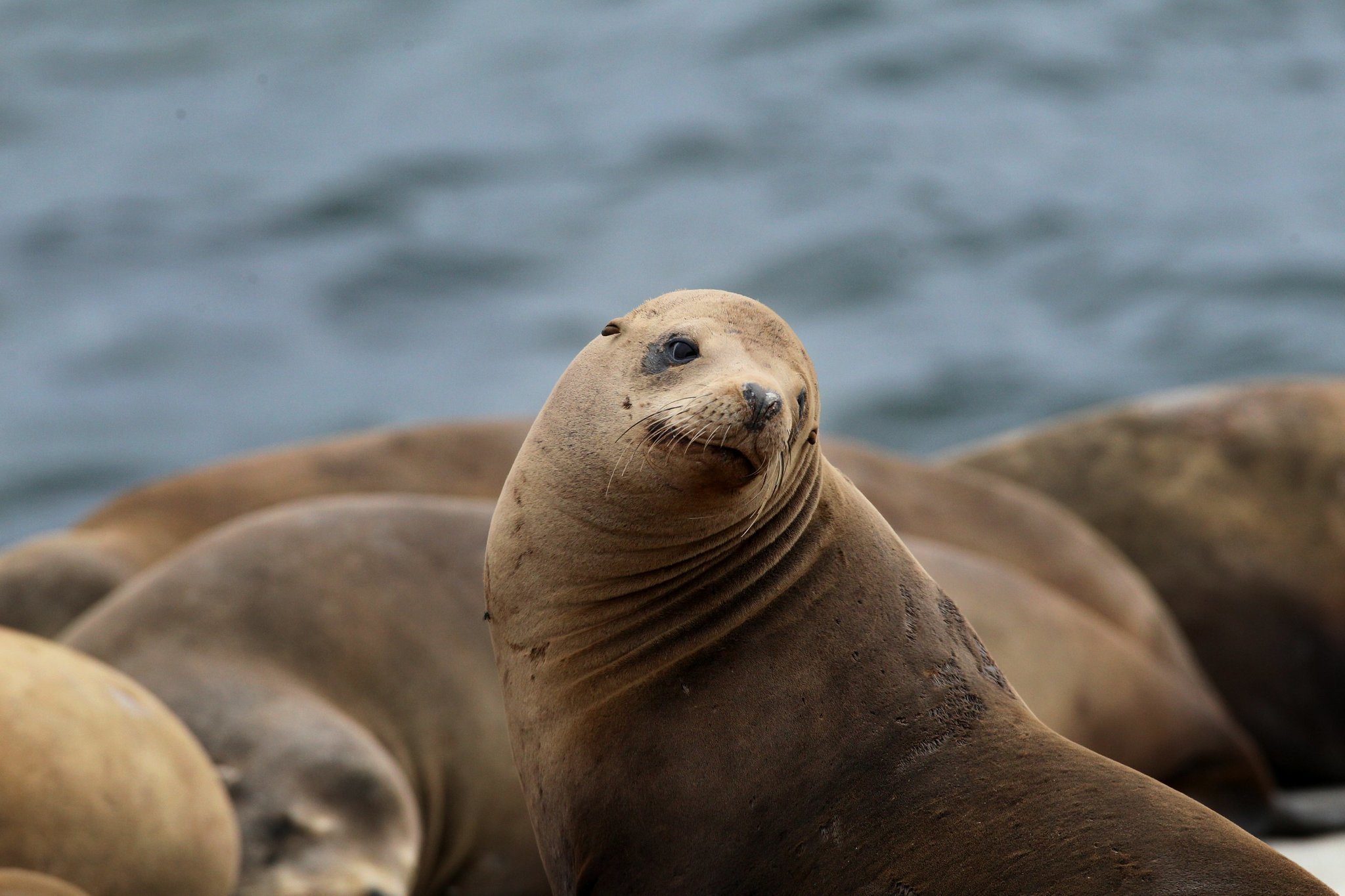 California sea lions have made a magnificent comeback, and they want ...