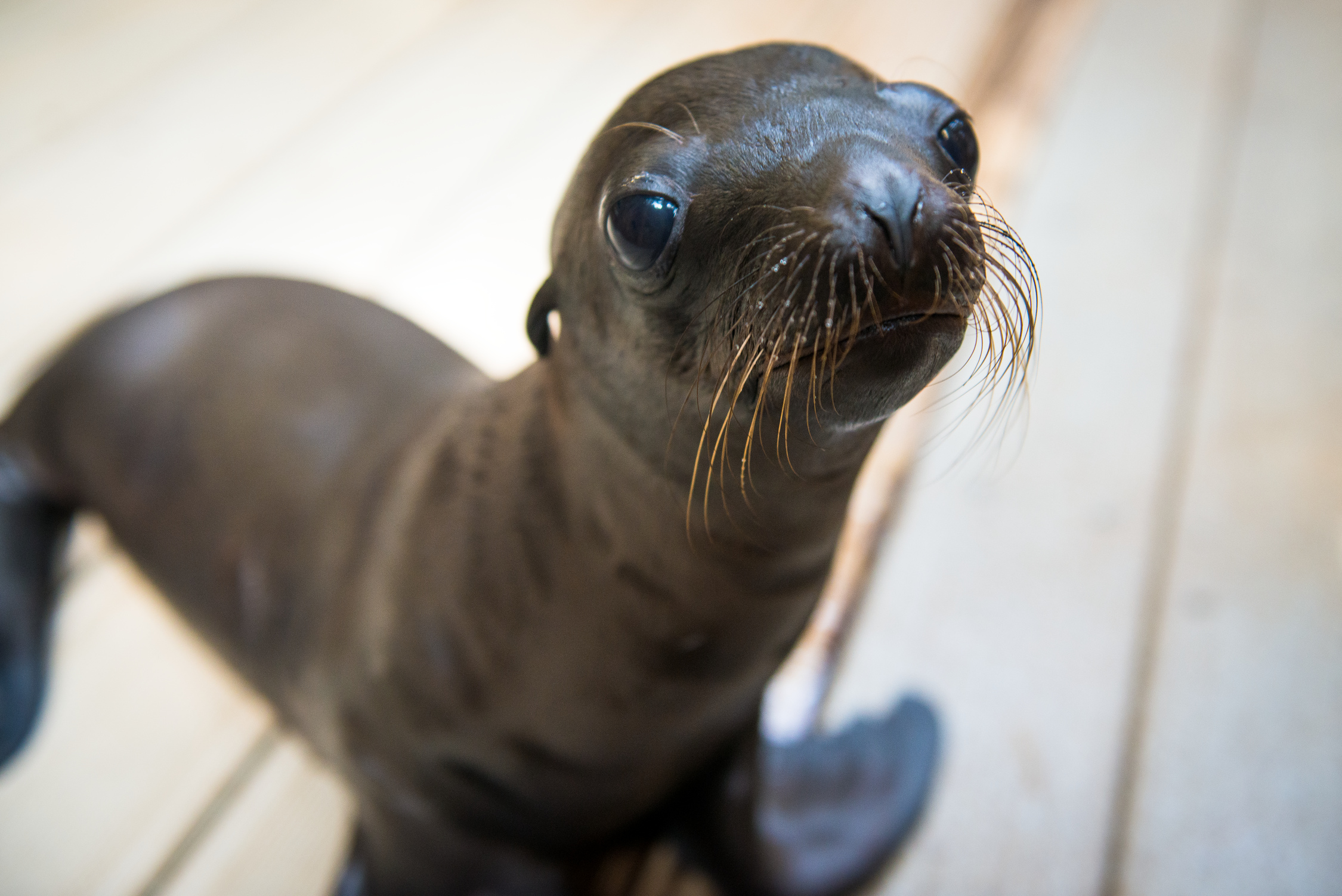 Max The Sea Lion Pup Is Starting Swim Lessons And It Turns Out He's ...