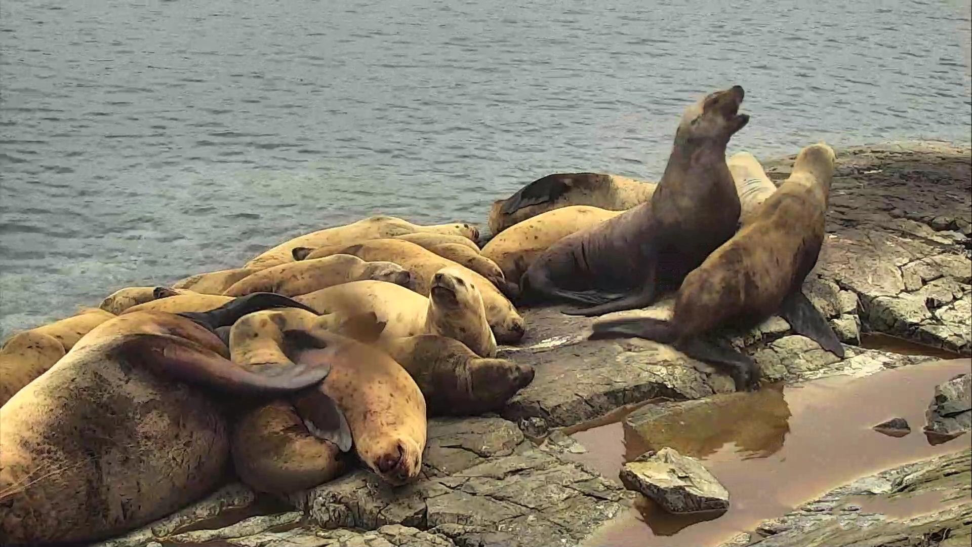 Live Sea Lion Cam - watch steller sea lions in Canada | Explore.org