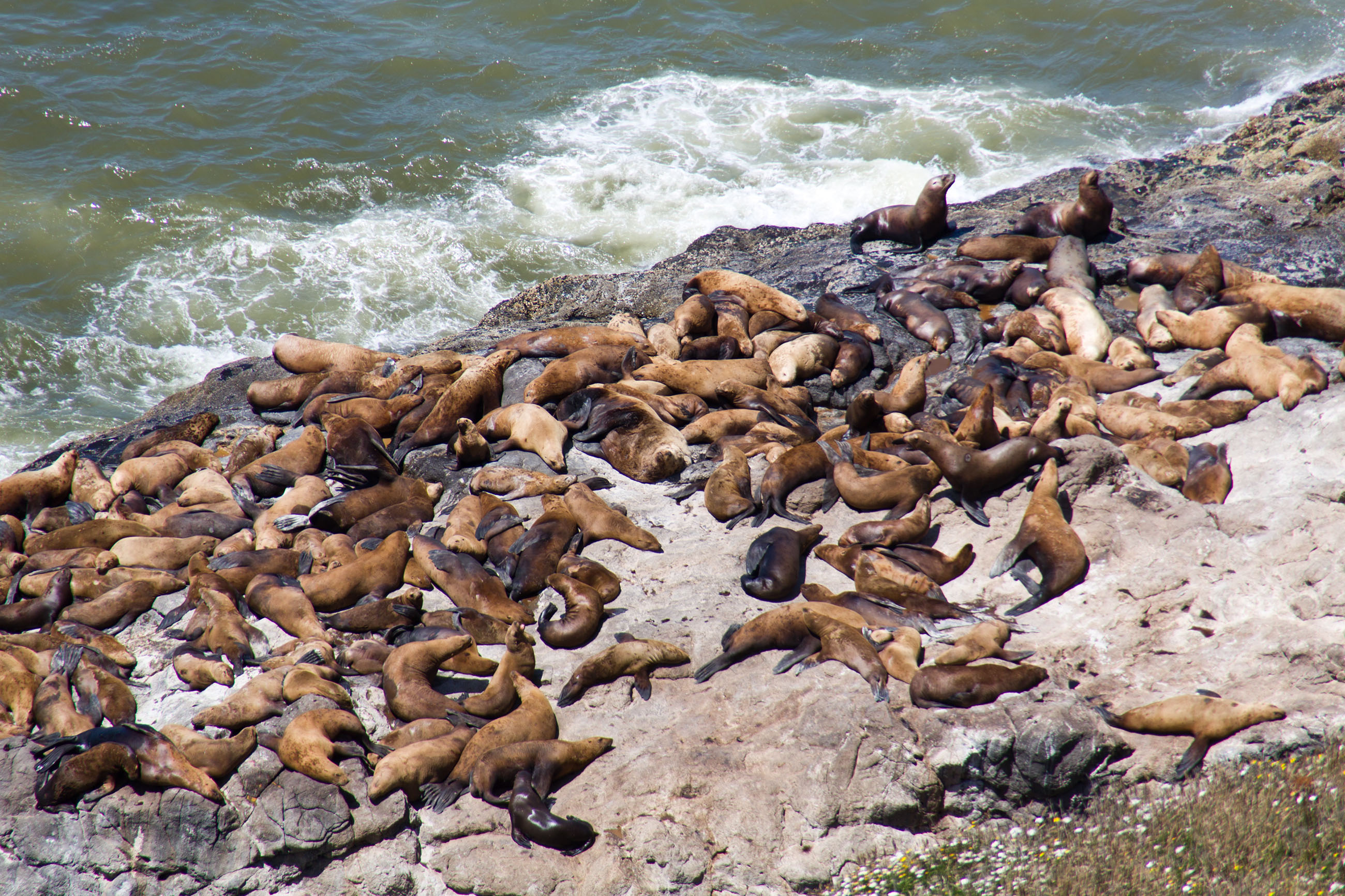 Sea lions, Piers, Wild, Wet, Water, HQ Photo