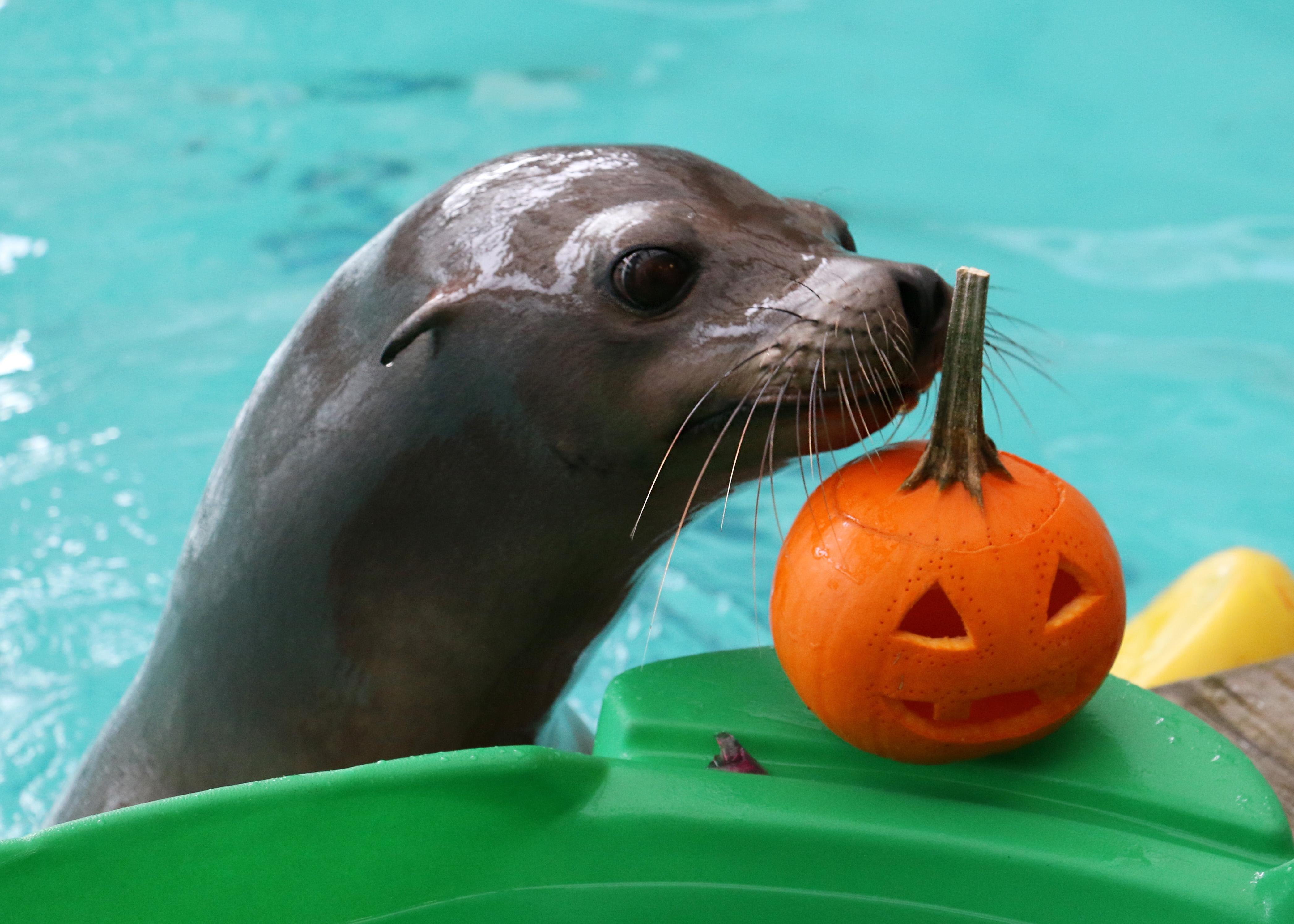 Cute Little Pumpkins: Fur seals, sea lions enjoy tricks for treats ...