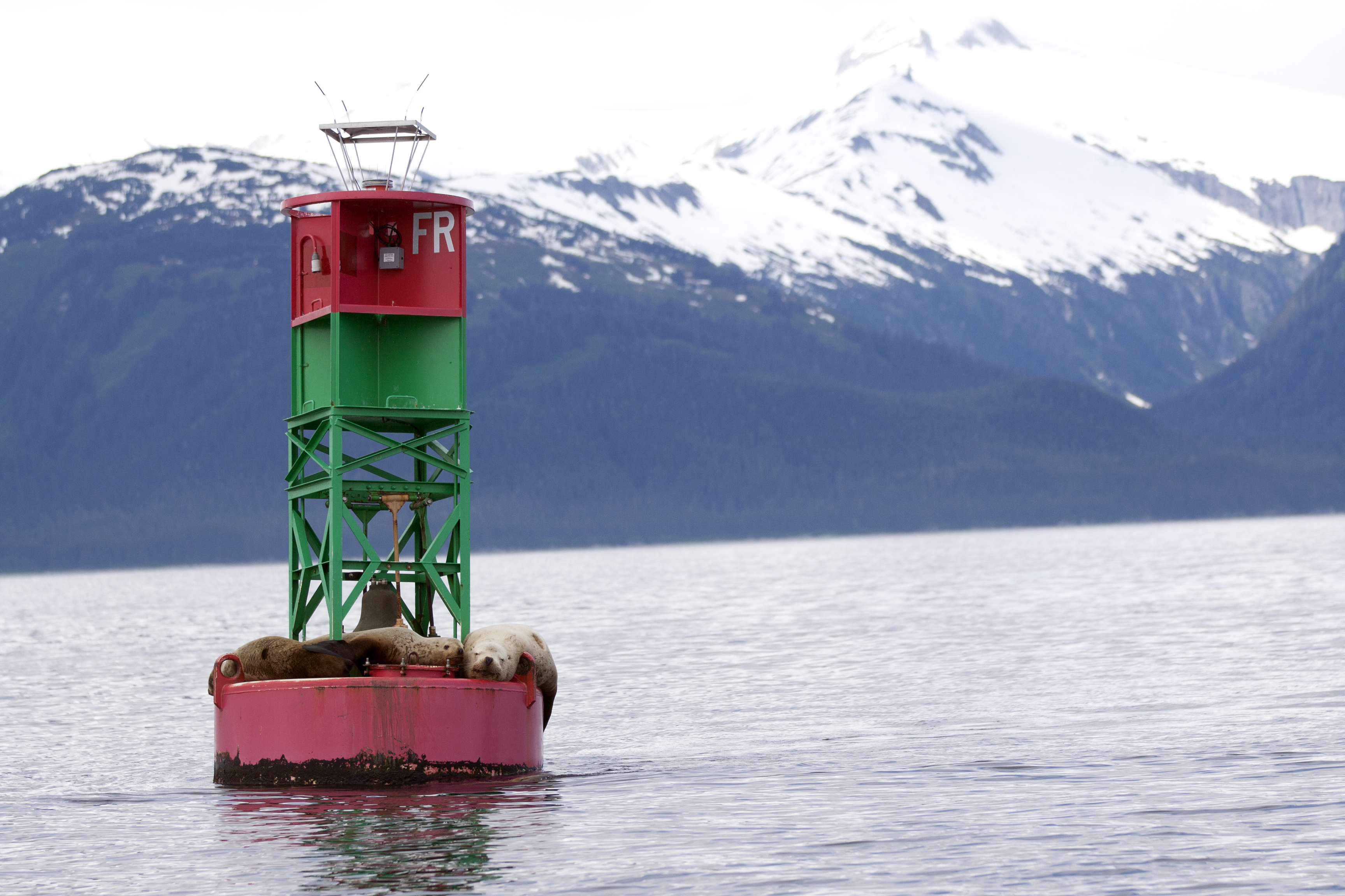 Sea lions on buoy photo