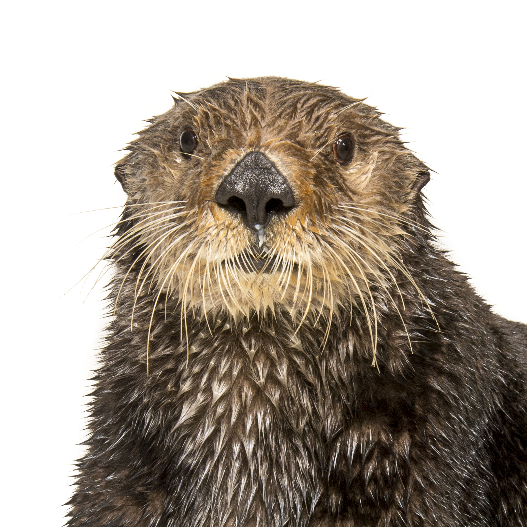 Sea Otter | National Geographic