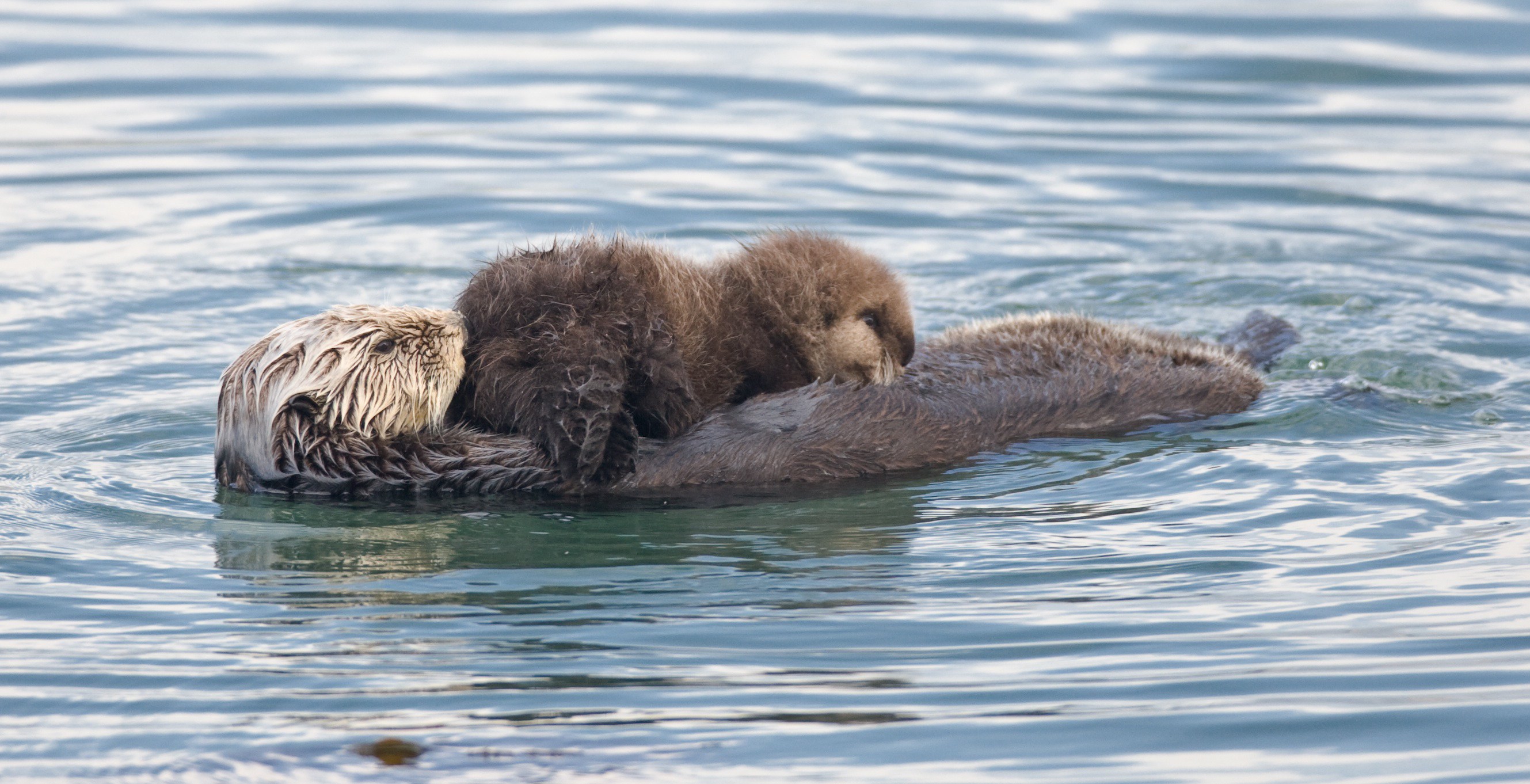The Dark Side of California Sea Otters – Out of the Fog