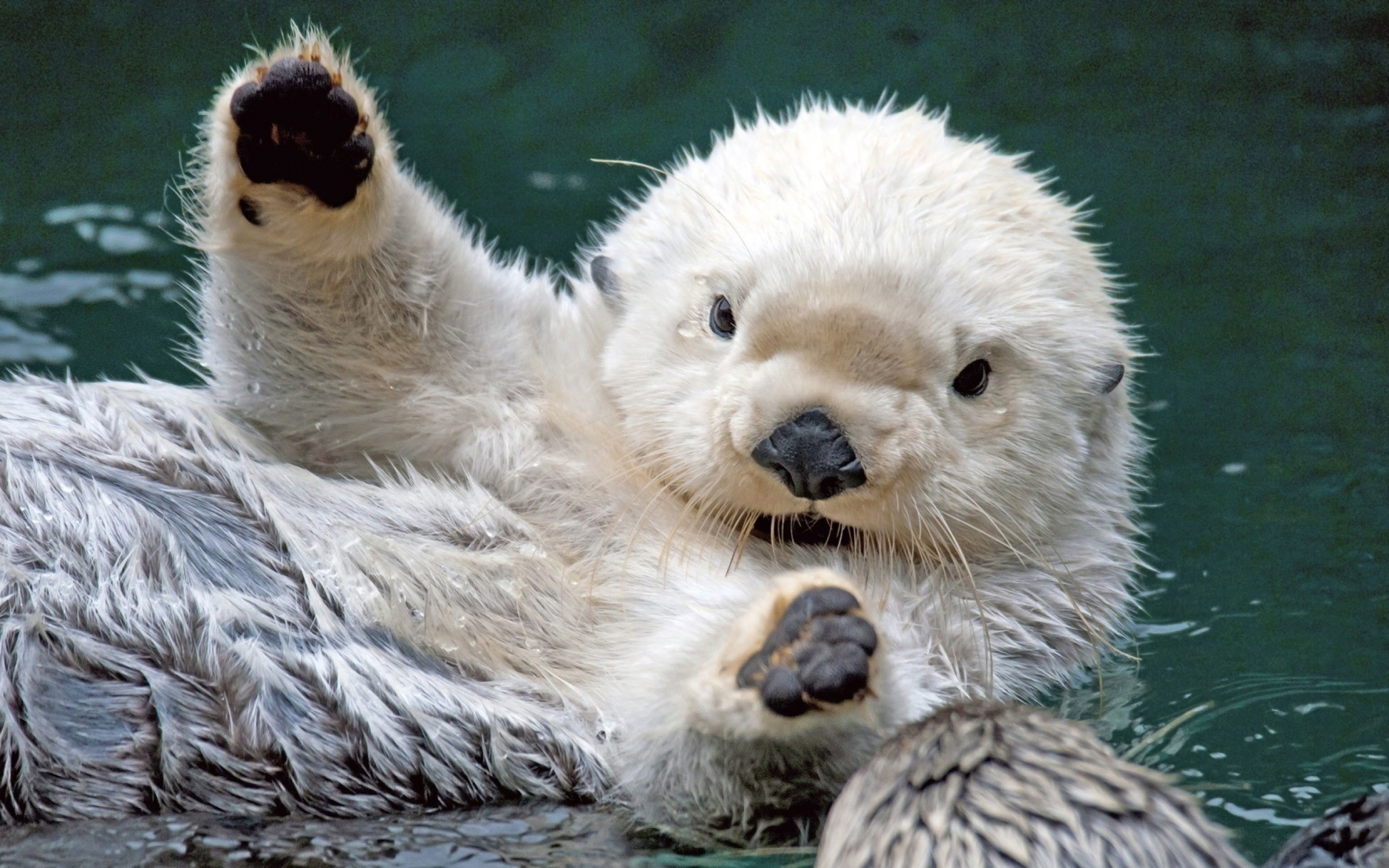 Sea Otter : Eyebleach