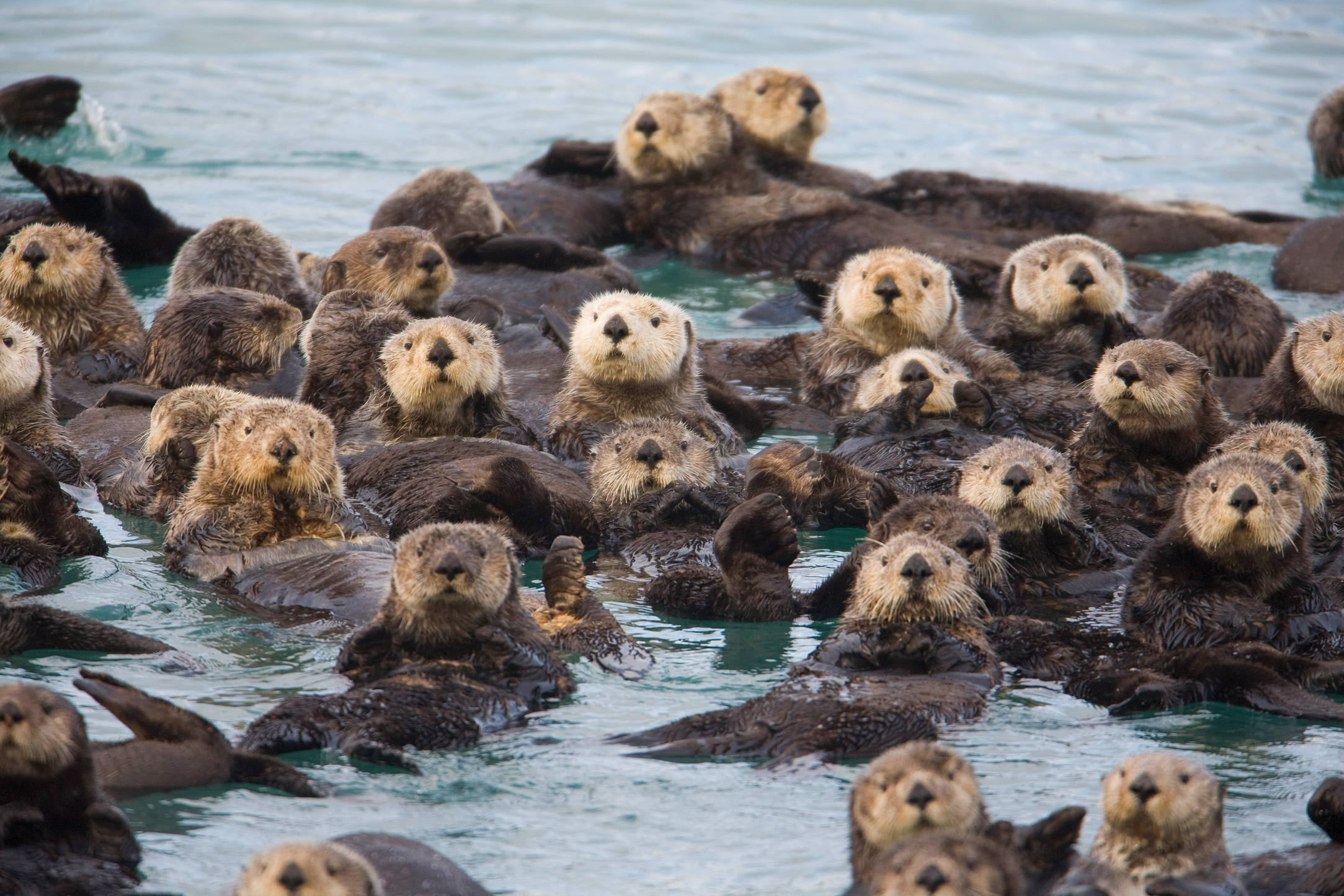 The Rebound of the Sea Otter | Alaska Magazine
