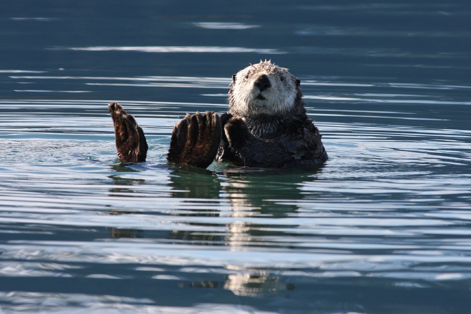 Sea otter photo