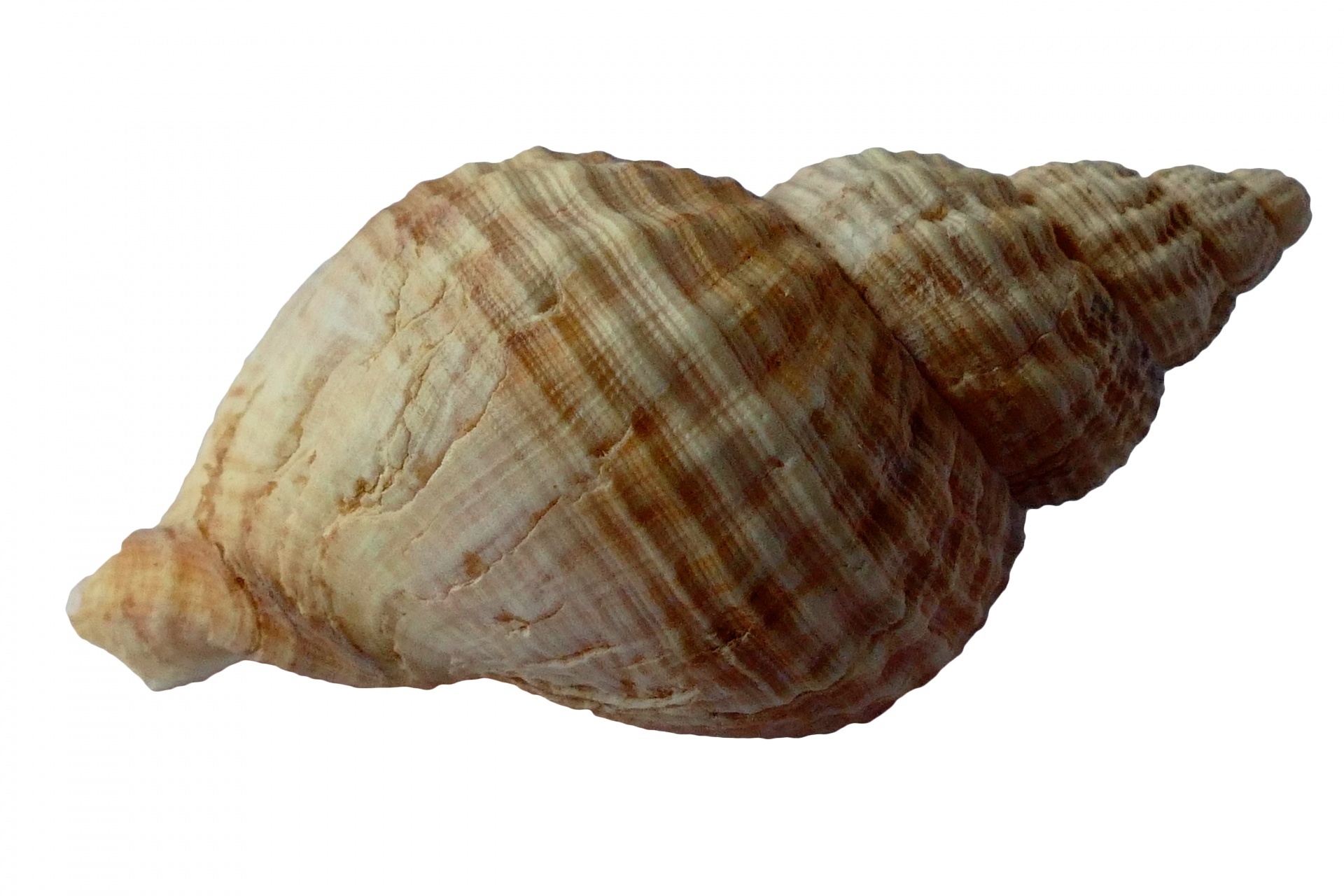 Sea Shell Free Stock Photo - Public Domain Pictures