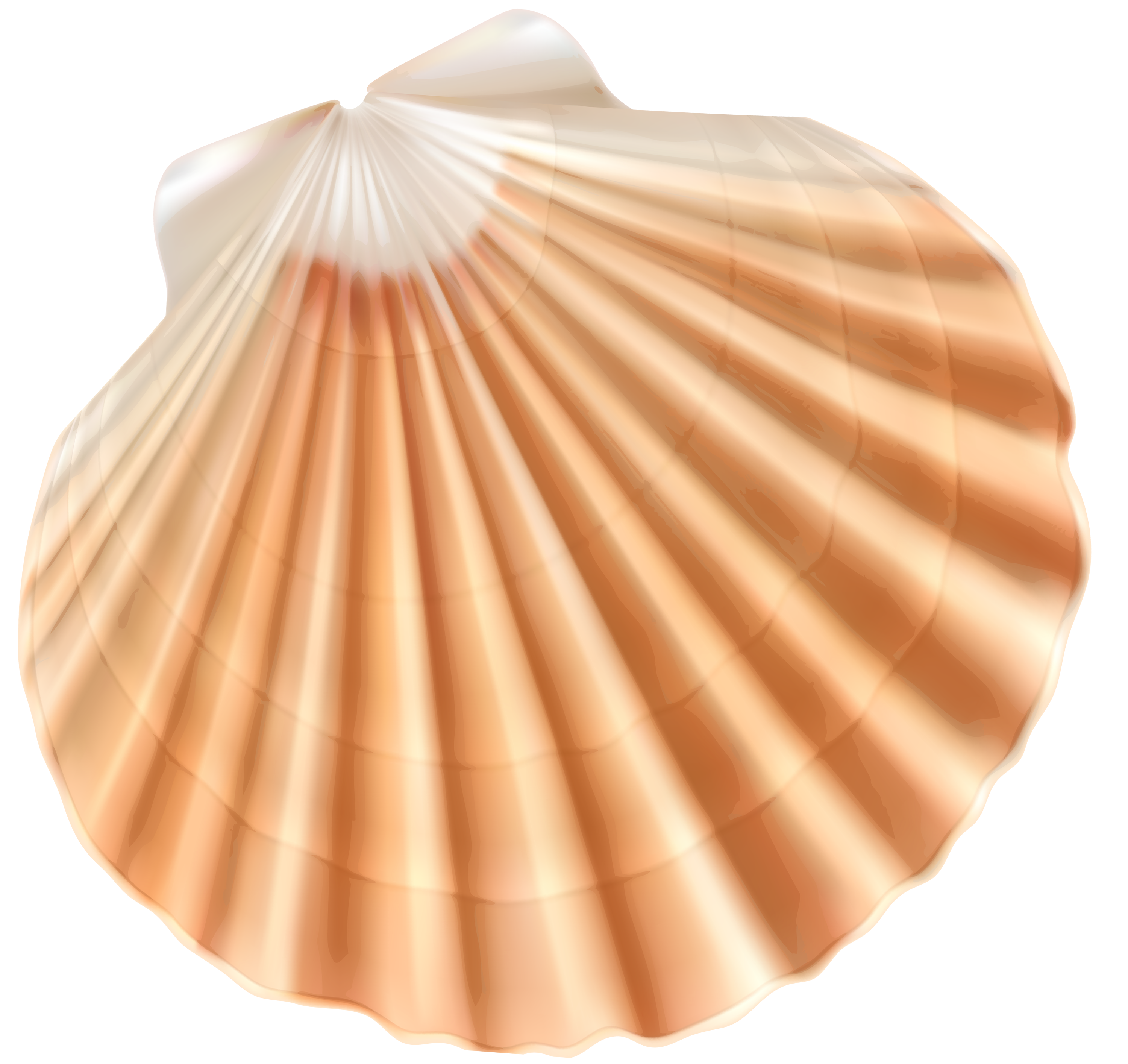 Sea shell photo