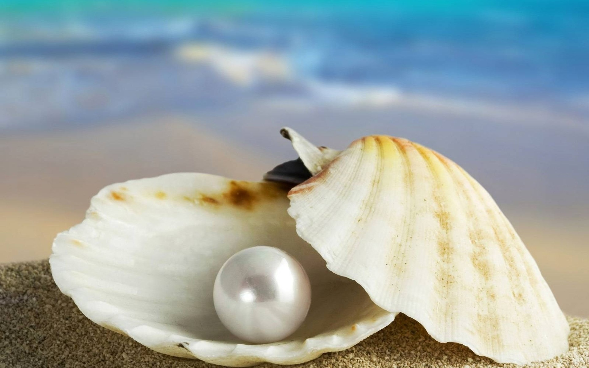 The Symbolic Meaning of Sea Shells – Whispers, Channels, Prophecies ...