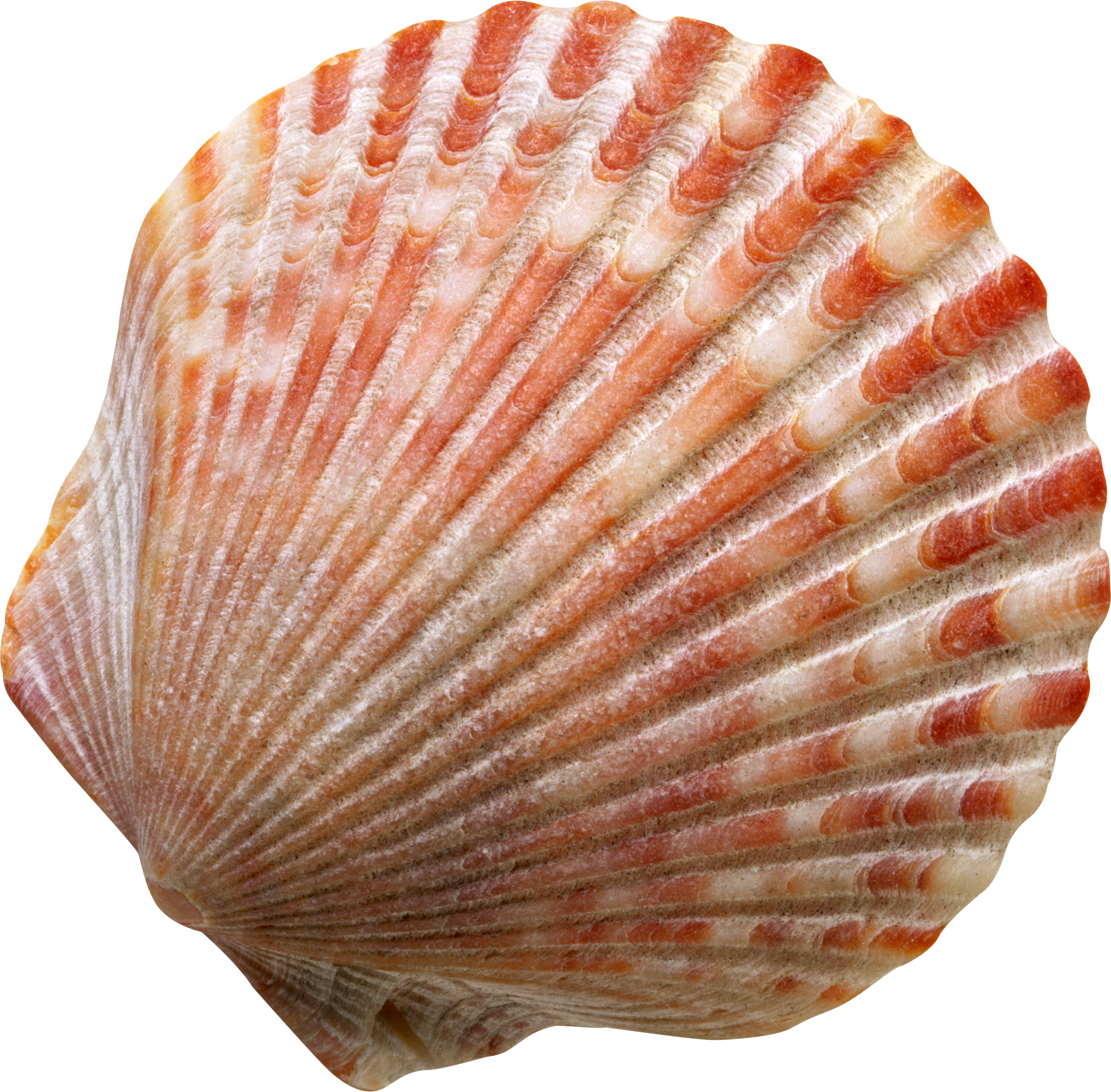 Free Photo Seashell Black Mussel Summer Free Download Jooinn