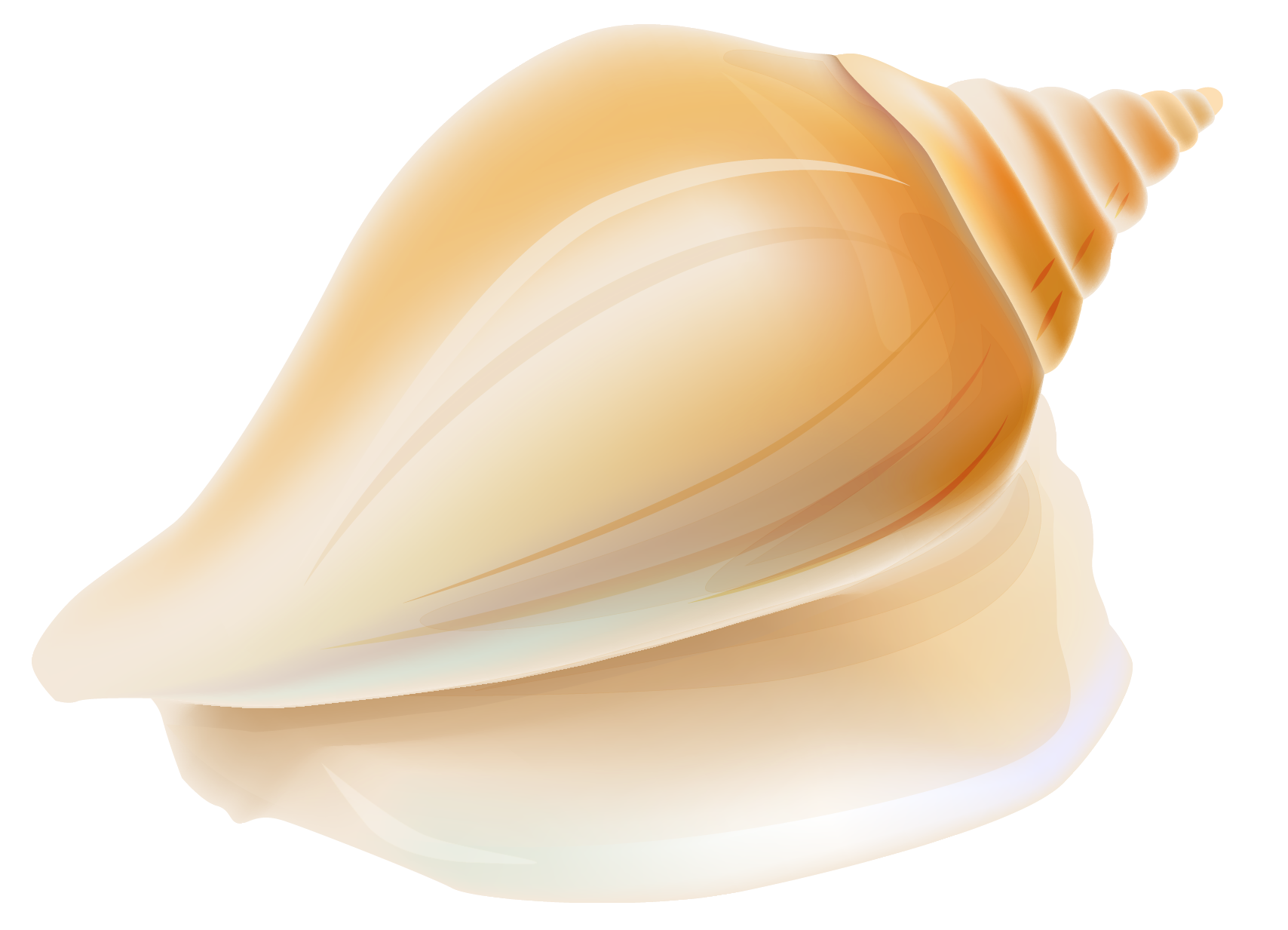 Transparent Seashell PNG Clipart | Gallery Yopriceville - High ...