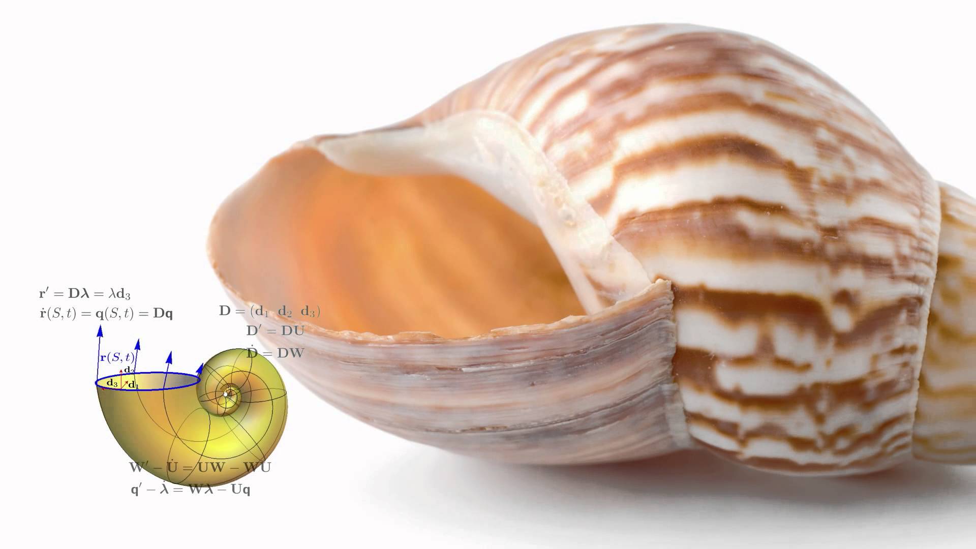 The Mathematics of Sea Shells - YouTube