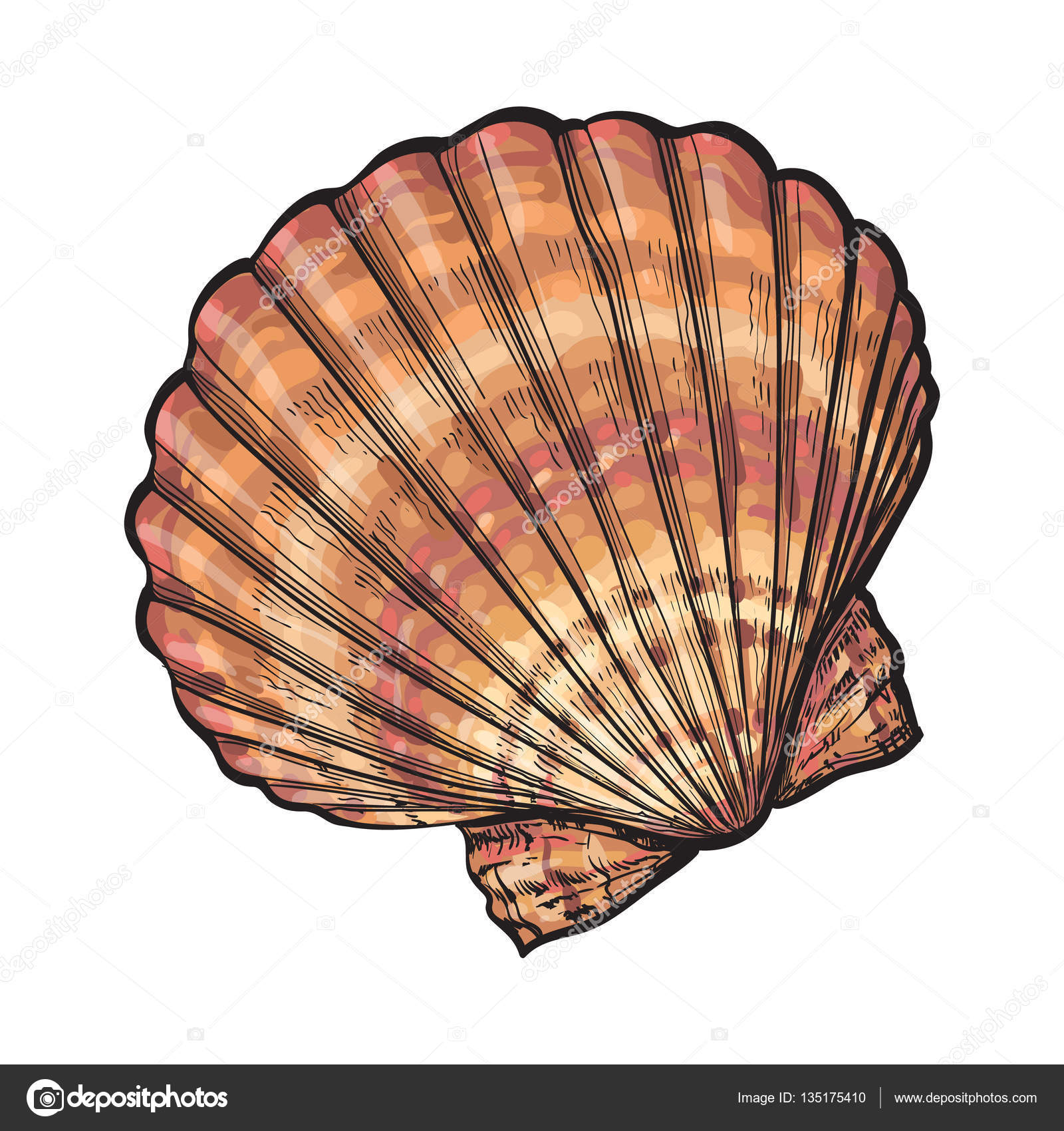 Sea Shell Drawing at GetDrawings.com | Free for personal use Sea ...