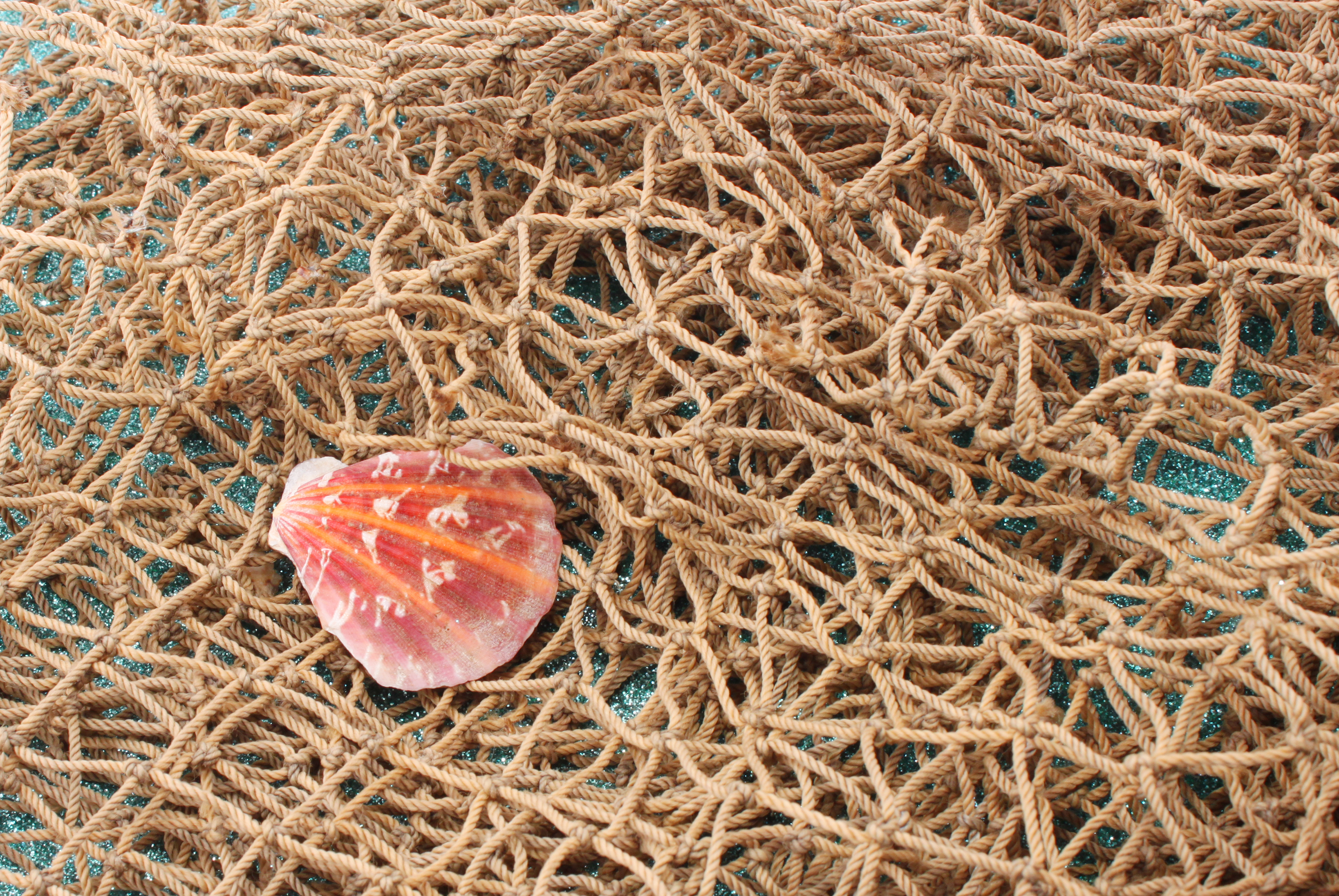 Sea shell on fishing net photo