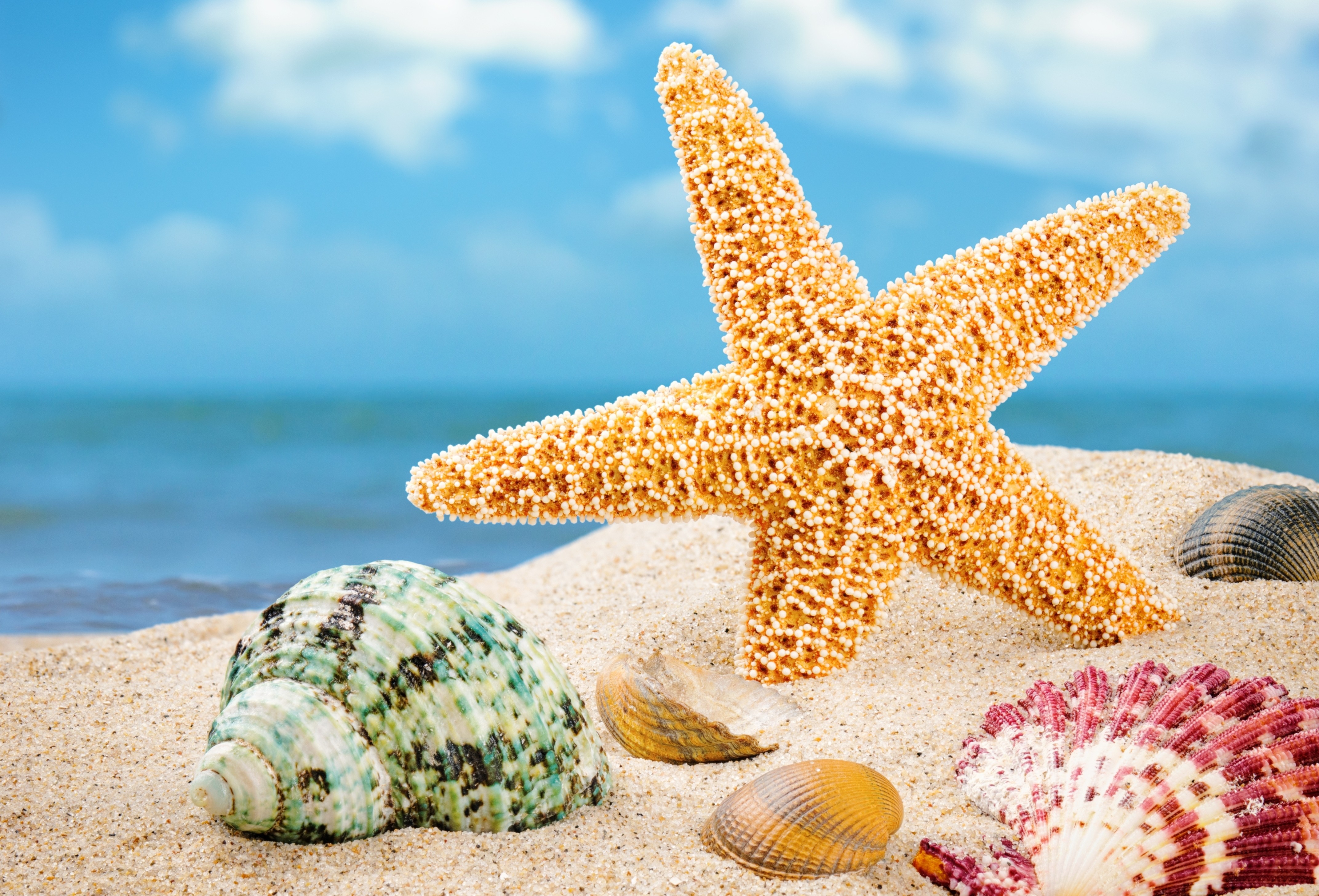 Beach: Starfish Sea Shells Seashells Sand Beach Waves Wallpaper HD ...