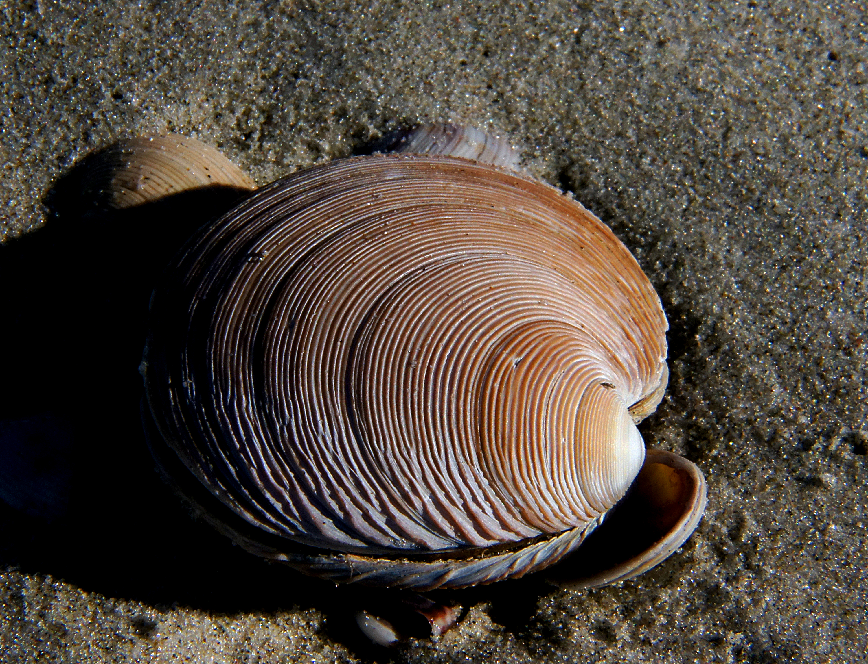 Sea shells (16) photo