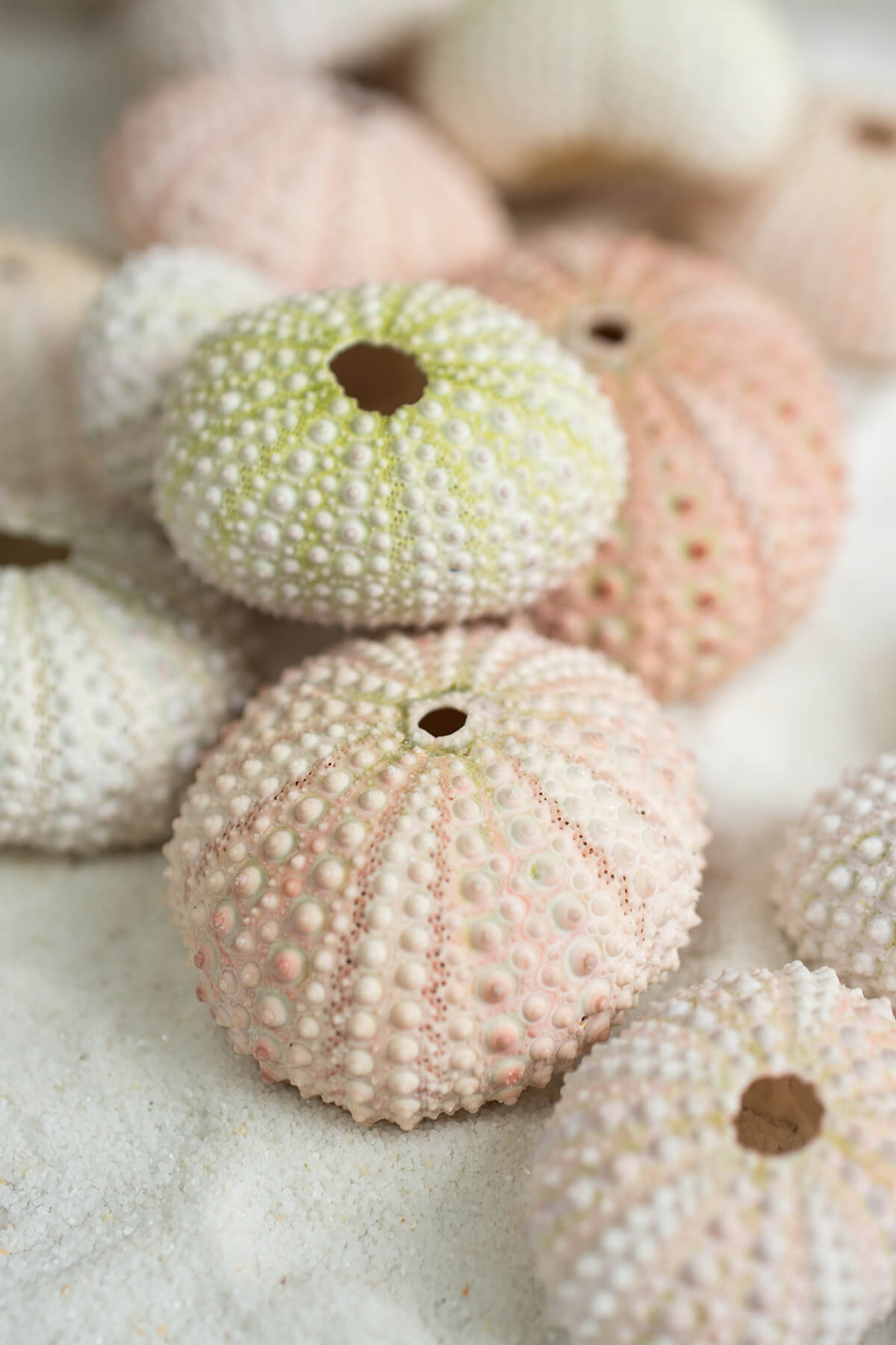 Sea Urchin Shells 24 Seashells