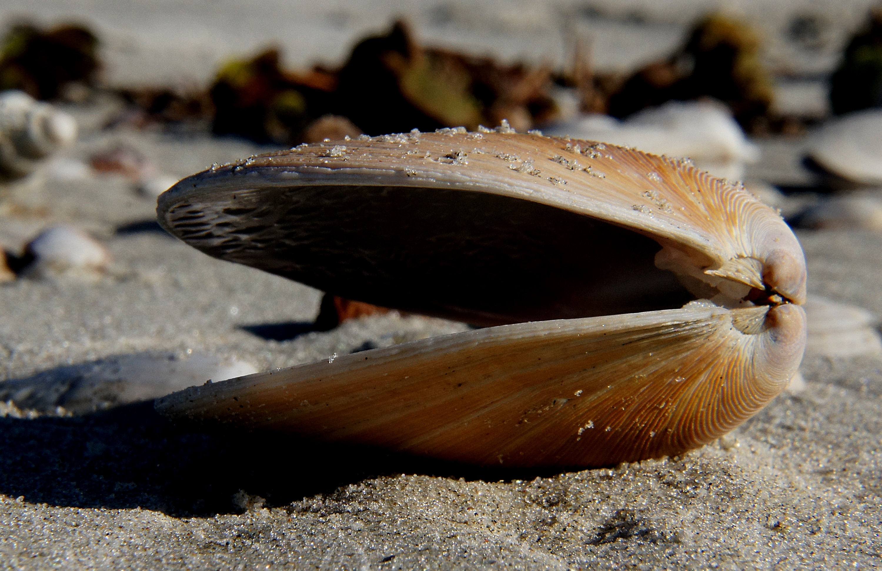 Sea shells (19) photo